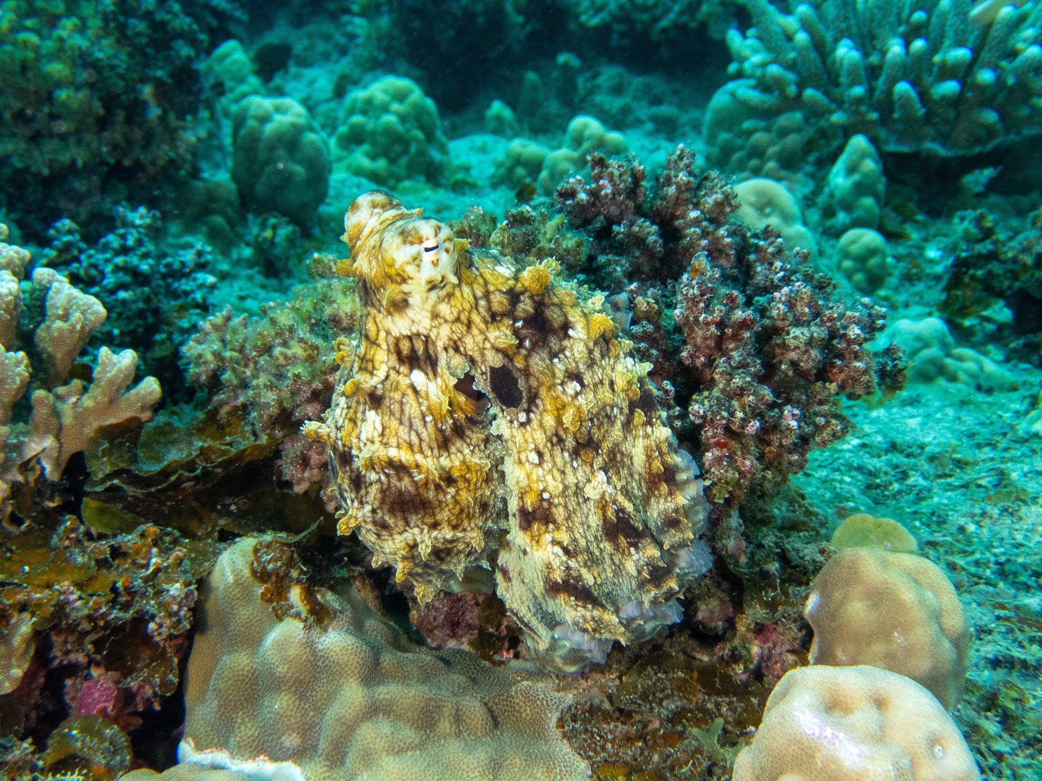 P6270115.jpg