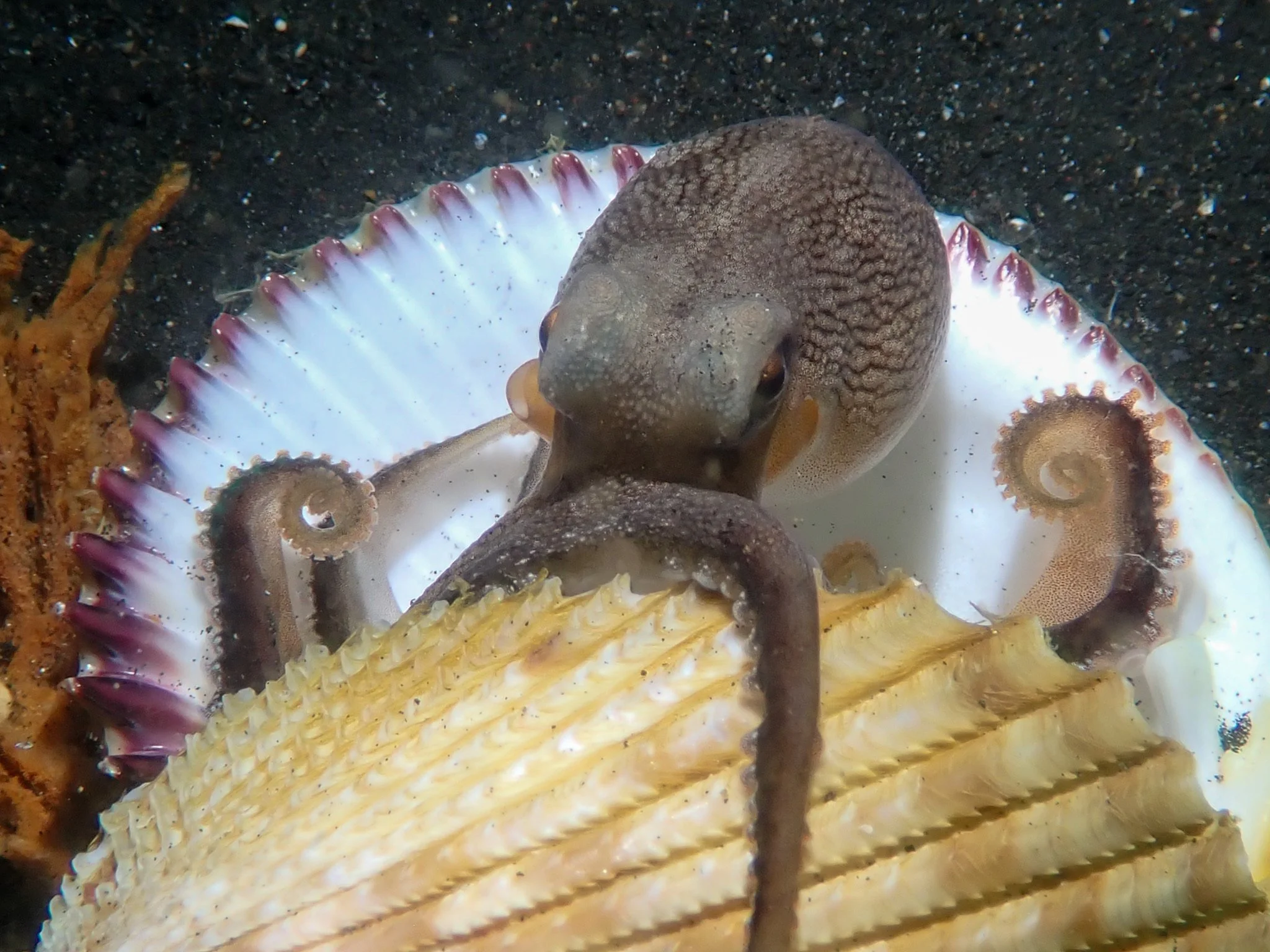 The Wonderful, Weird World of Octopuses