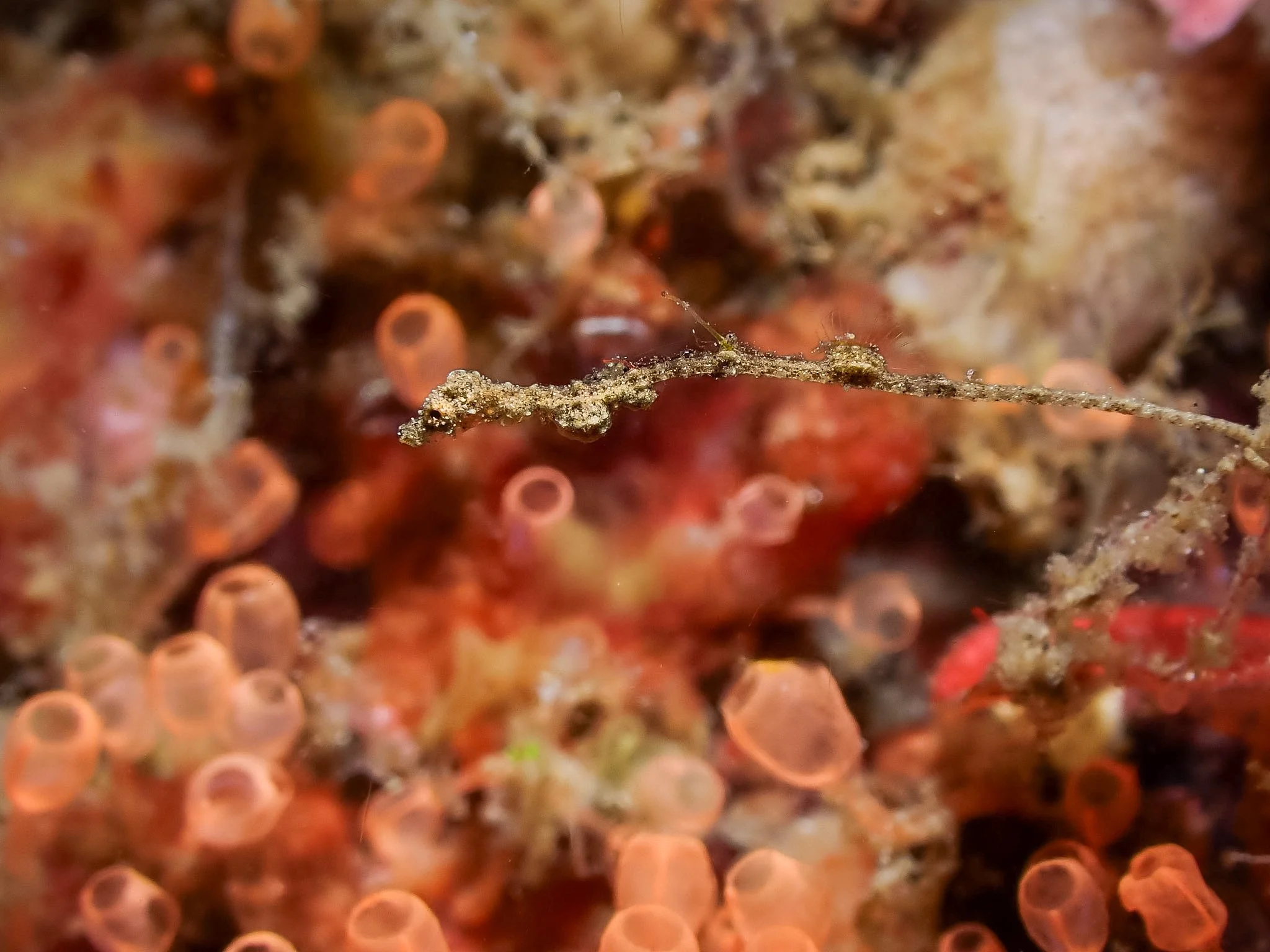 Talk about tiny treasures! The Lembeh sea dragon is one of those creatures that makes you wonder how anyone manages to spot them in the first place. For a little perspective, these miniature relatives of seahorses typically measure just 2 to 3 centim