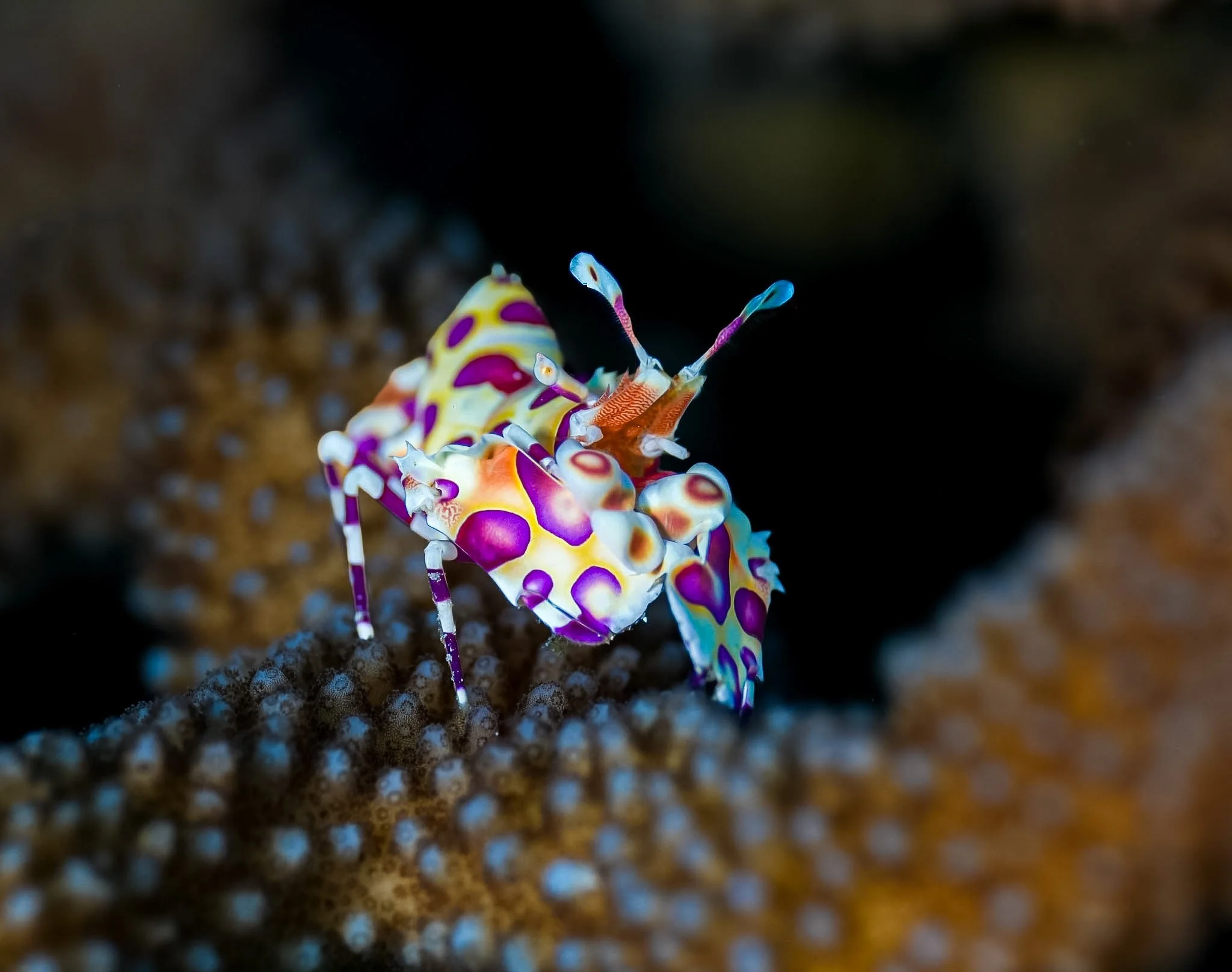 Hawaii_Harlequin_2.JPG