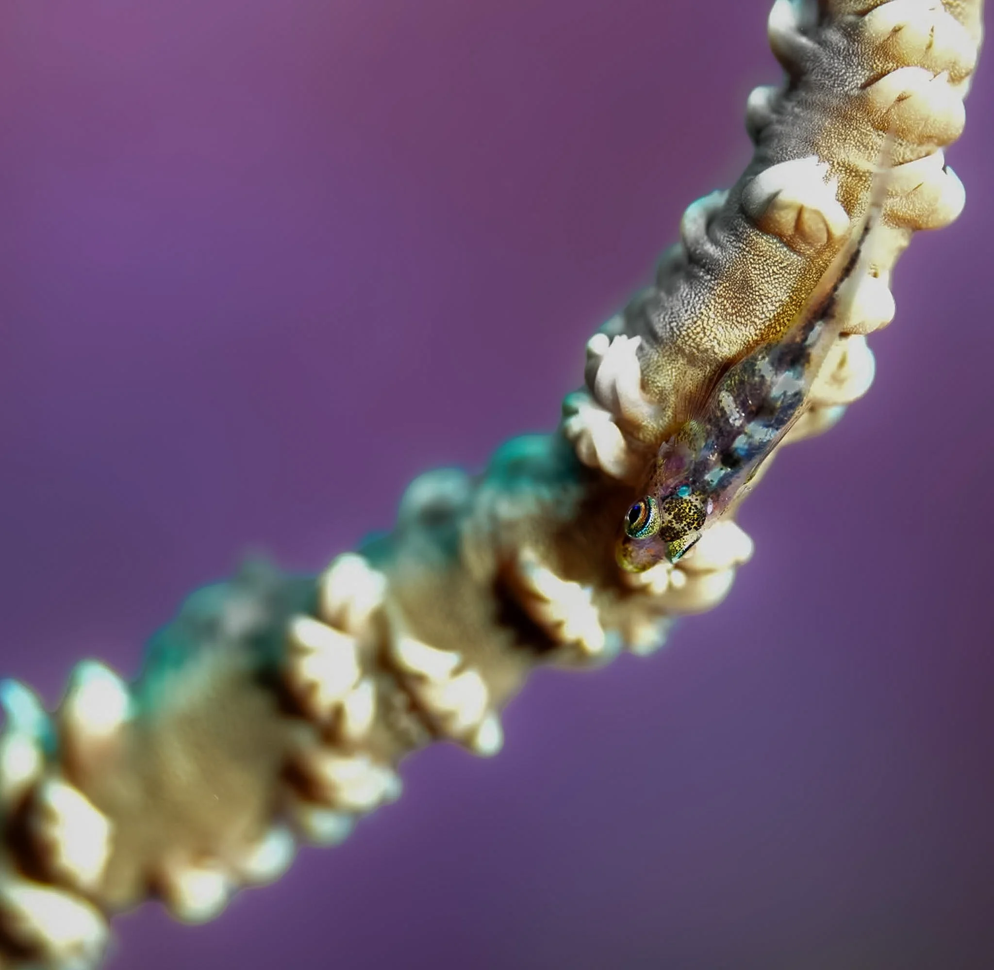 Hawaii_Purple_Goby.JPG