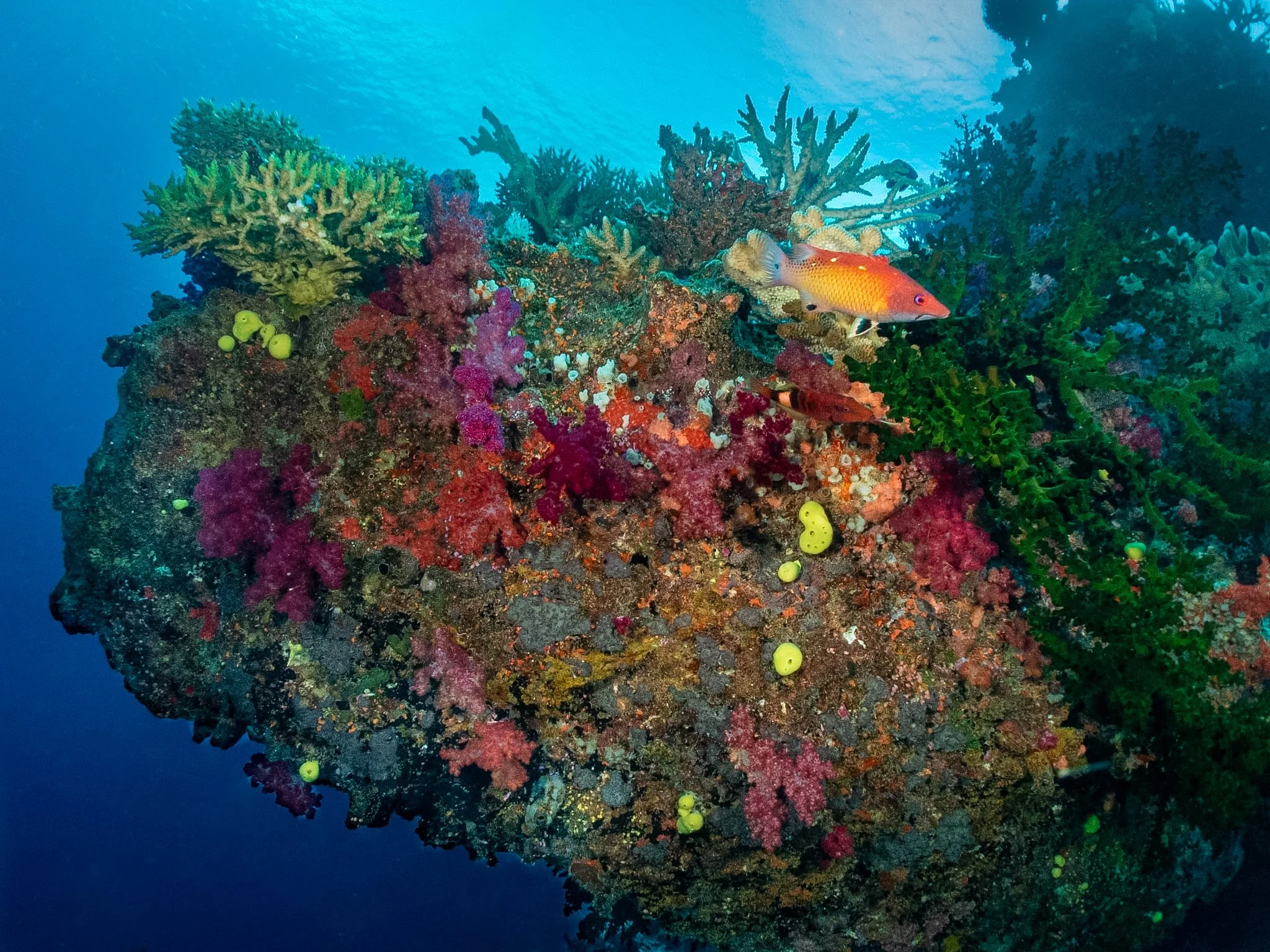 One of my favorite things about diving in Fiji is the incredible amount of color everywhere you look. I took this photo at Purple Wall on Rainbow Reef, where the reef was absolutely bursting with life. I love the contrast between the vibrant pinks, r