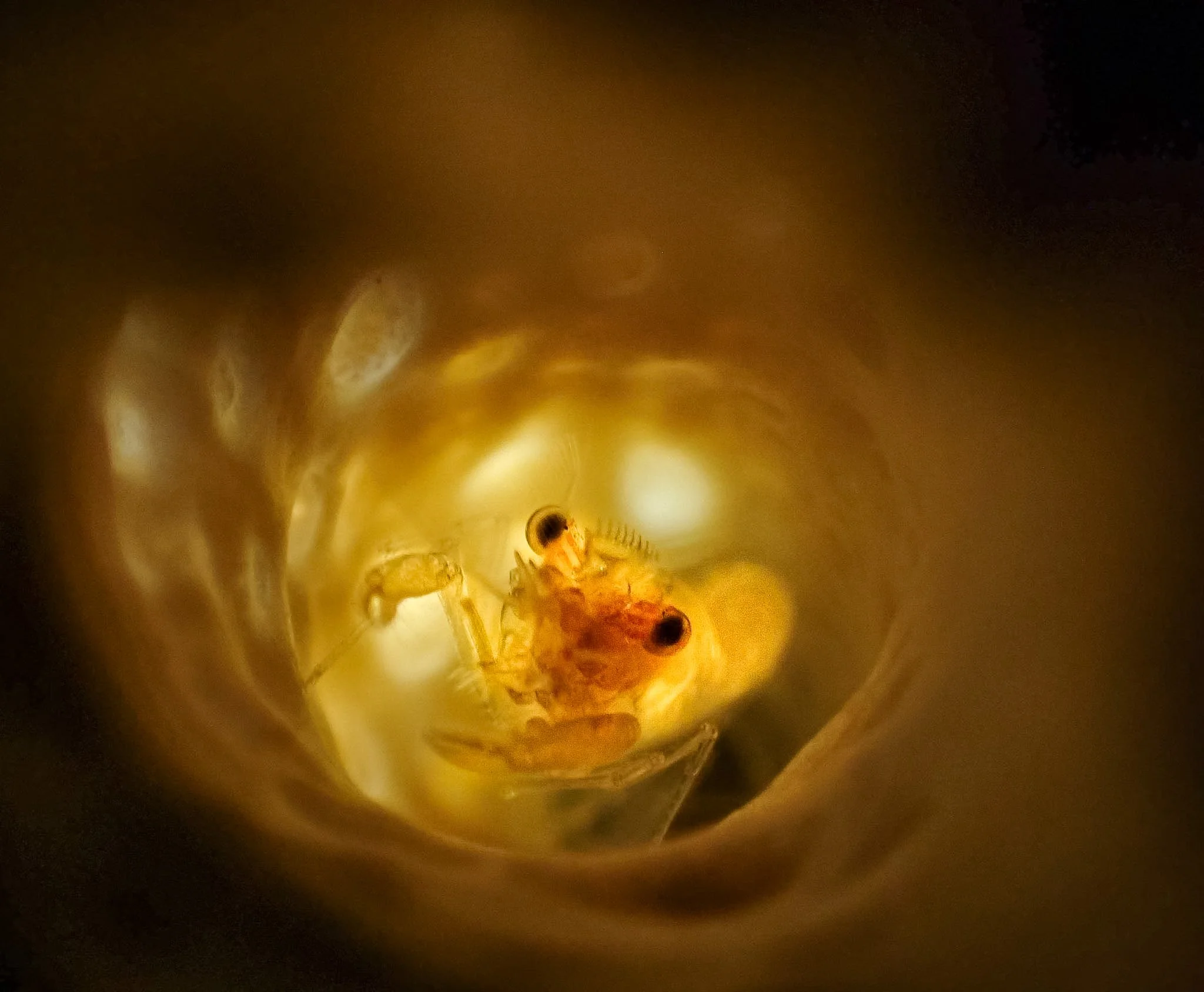 I found this tiny tube coral shrimp tucked deep inside its coral home and wanted to try something different with the lighting. Rather than illuminating the shrimp from the front, I experimented with an external light to illuminate the inside of the t