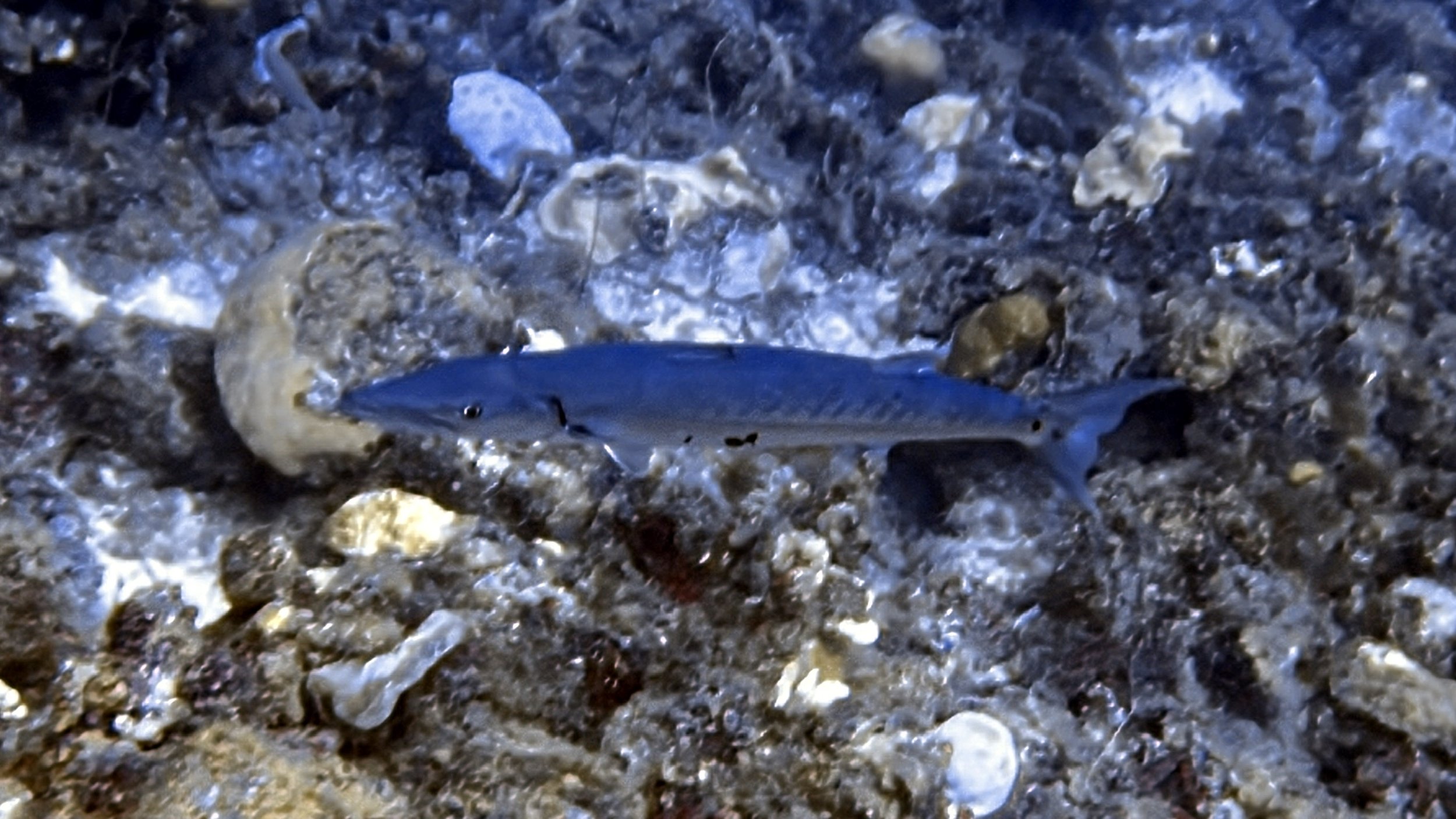 IMG_5678.JPG