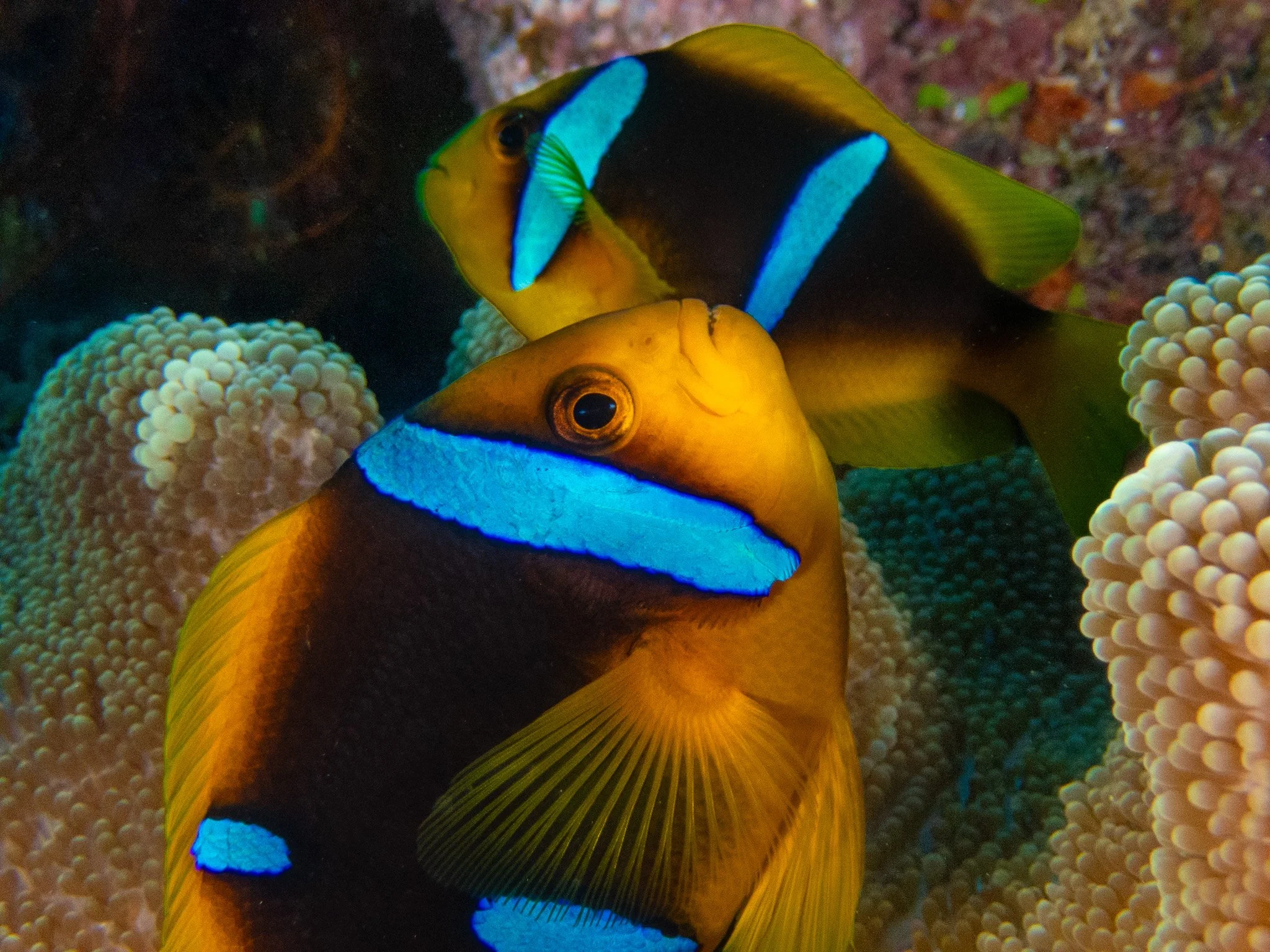 I have photographed plenty of clownfish over the years, but I never get tired of watching them! I particularly love this photo of two orangefin anemonefish tucked into their anemone in Fiji. The brilliant blue bands against their golden bodies are go