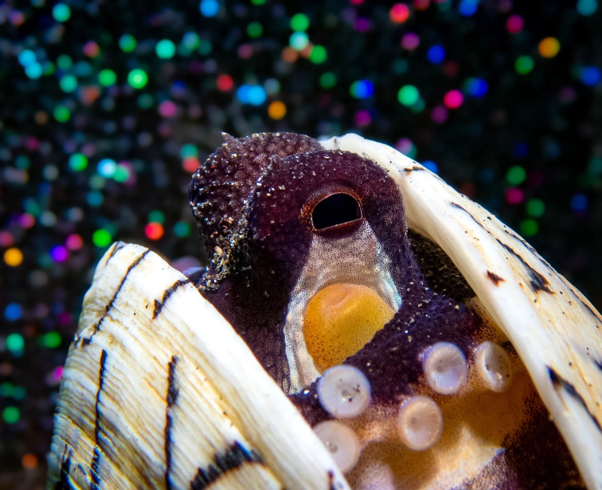 A coconut octopus (Amphioctopus marginatus) peeks out from its shell in Lembeh Strait. For this photograph, I experimented with a new macro photography technique, using an artificial background to create colorful bokeh behind my subject. The result c