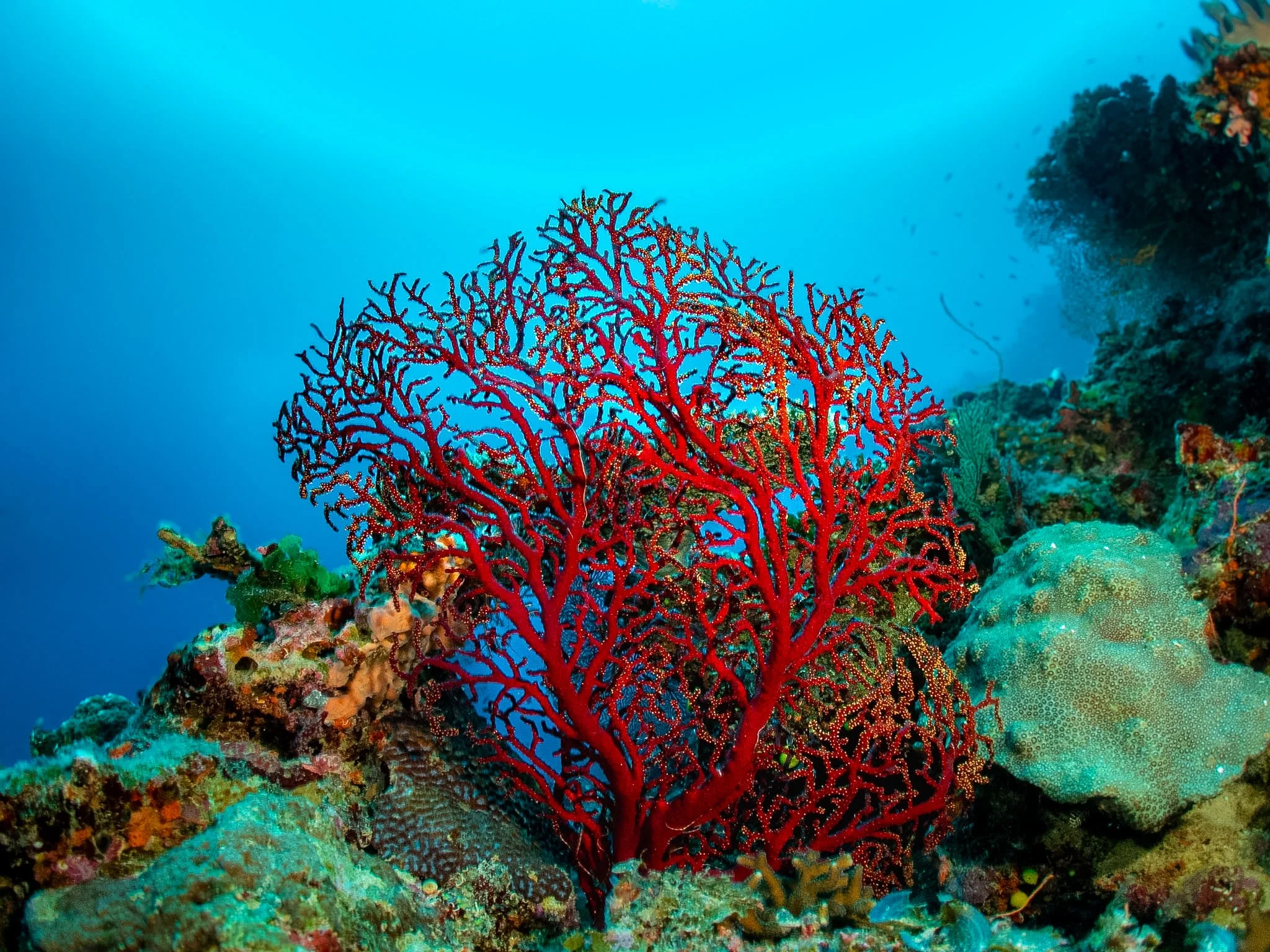 Fiji_Red Coral.jpg