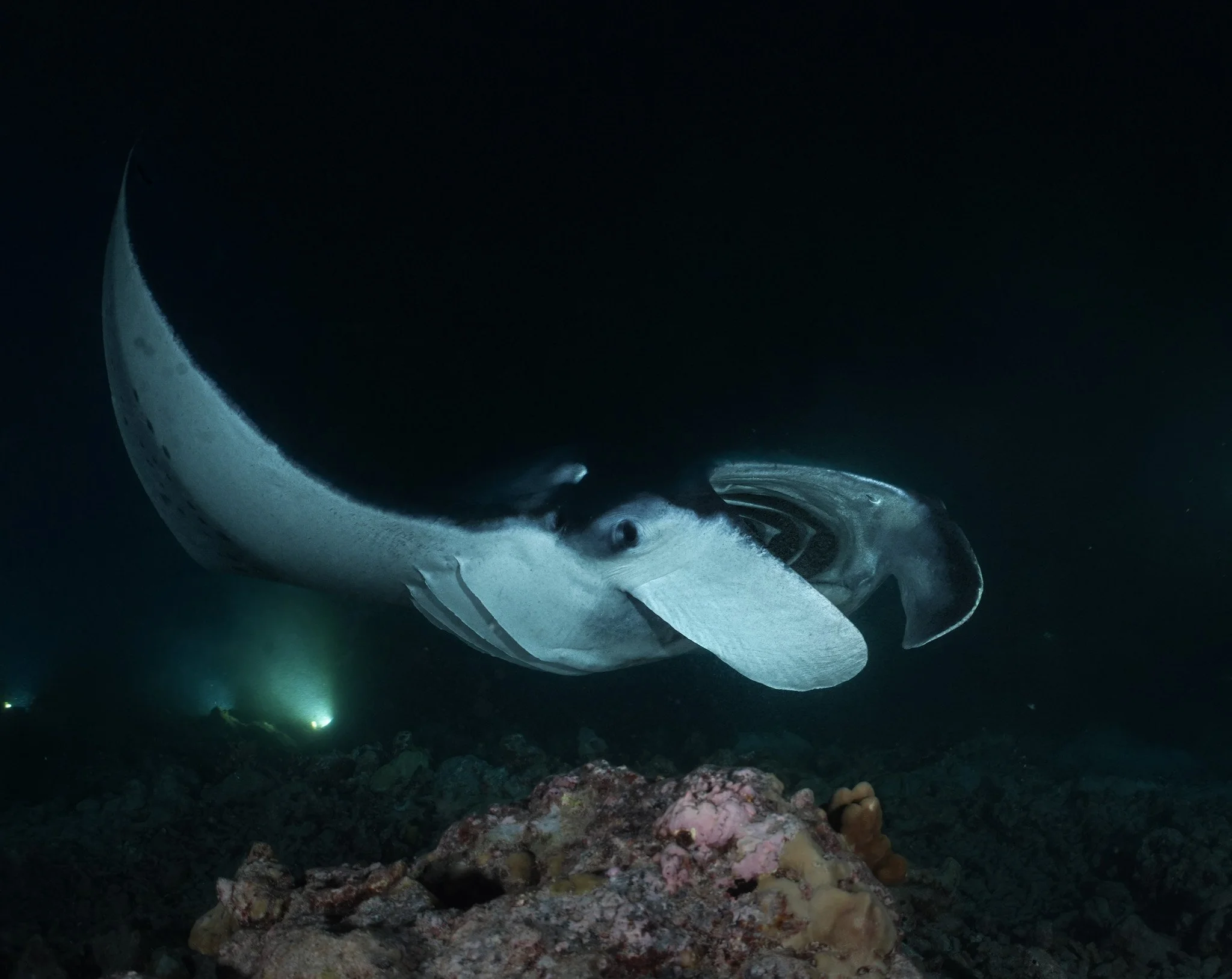 23 Oct_Manta_6 2.jpg