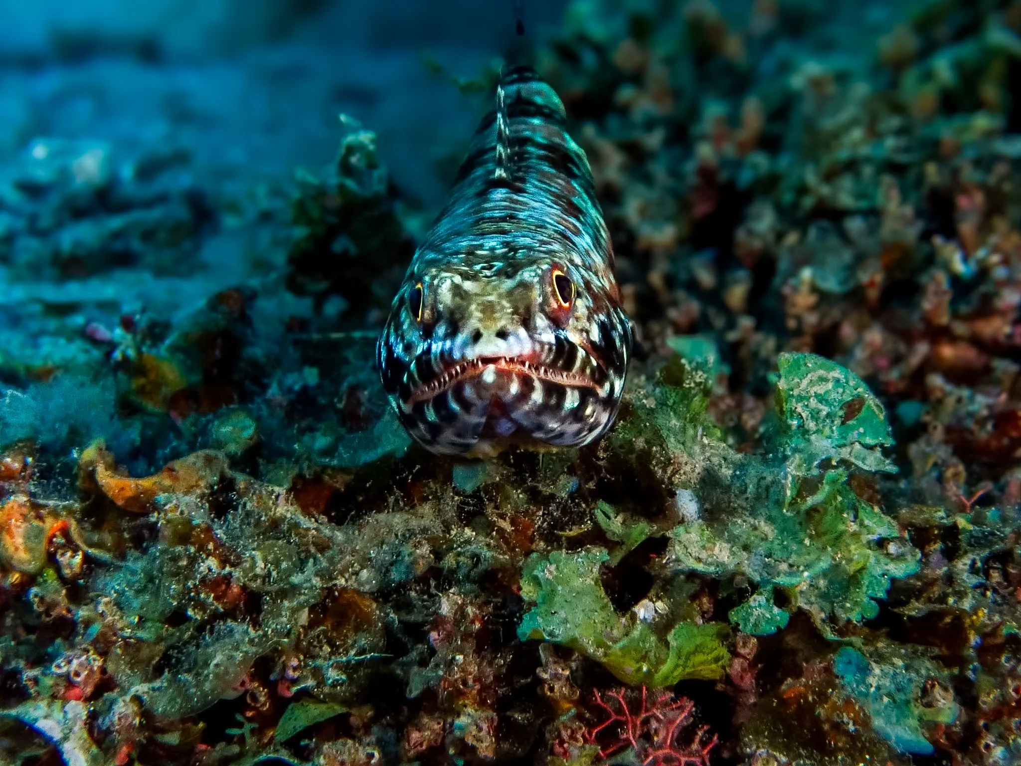A lizardfish giving me a rather toothy stare while resting on the reef in Fiji! I love photographing marine life from this perspective, getting down to eye level and capturing the little details that give each animal so much character. Lizardfish are