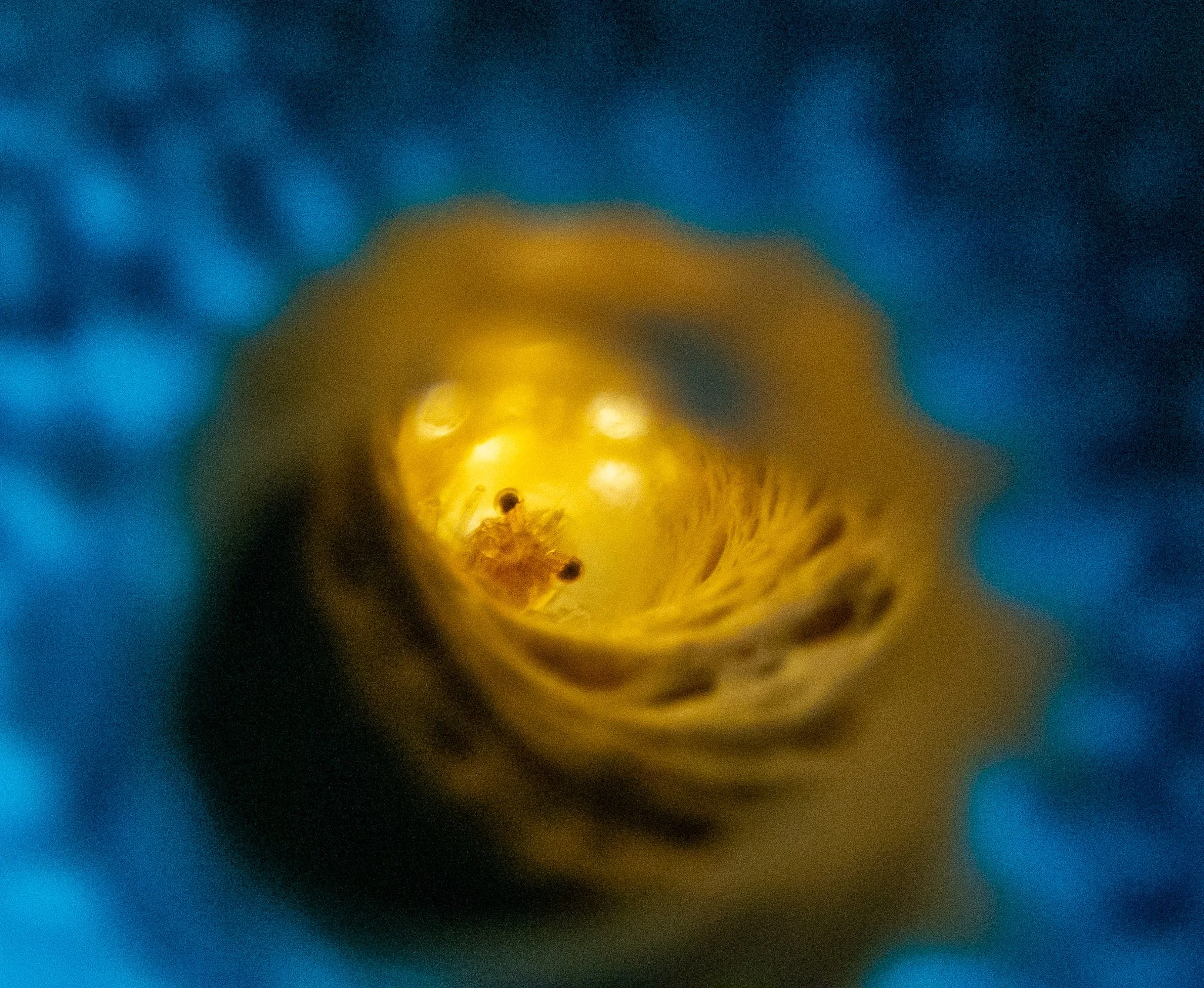 I found this tiny tube coral shrimp tucked deep inside its coral home and wanted to try something different with the lighting. Rather than illuminating the shrimp from the front, I experimented with an external light to illuminate the inside of the t