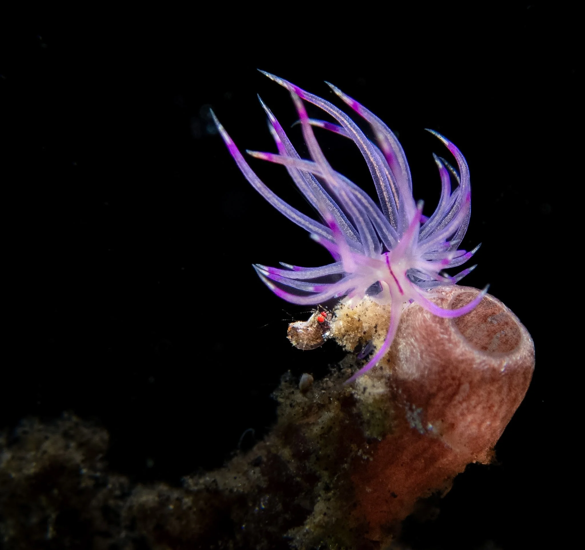 A delicate purple Flabellina nudibranch perched atop a sponge, accompanied by a tiny amphipod with striking red eyes. The nudibranch's translucent cerata and vibrant violet markings stand out against the black background, while the miniature amphipod