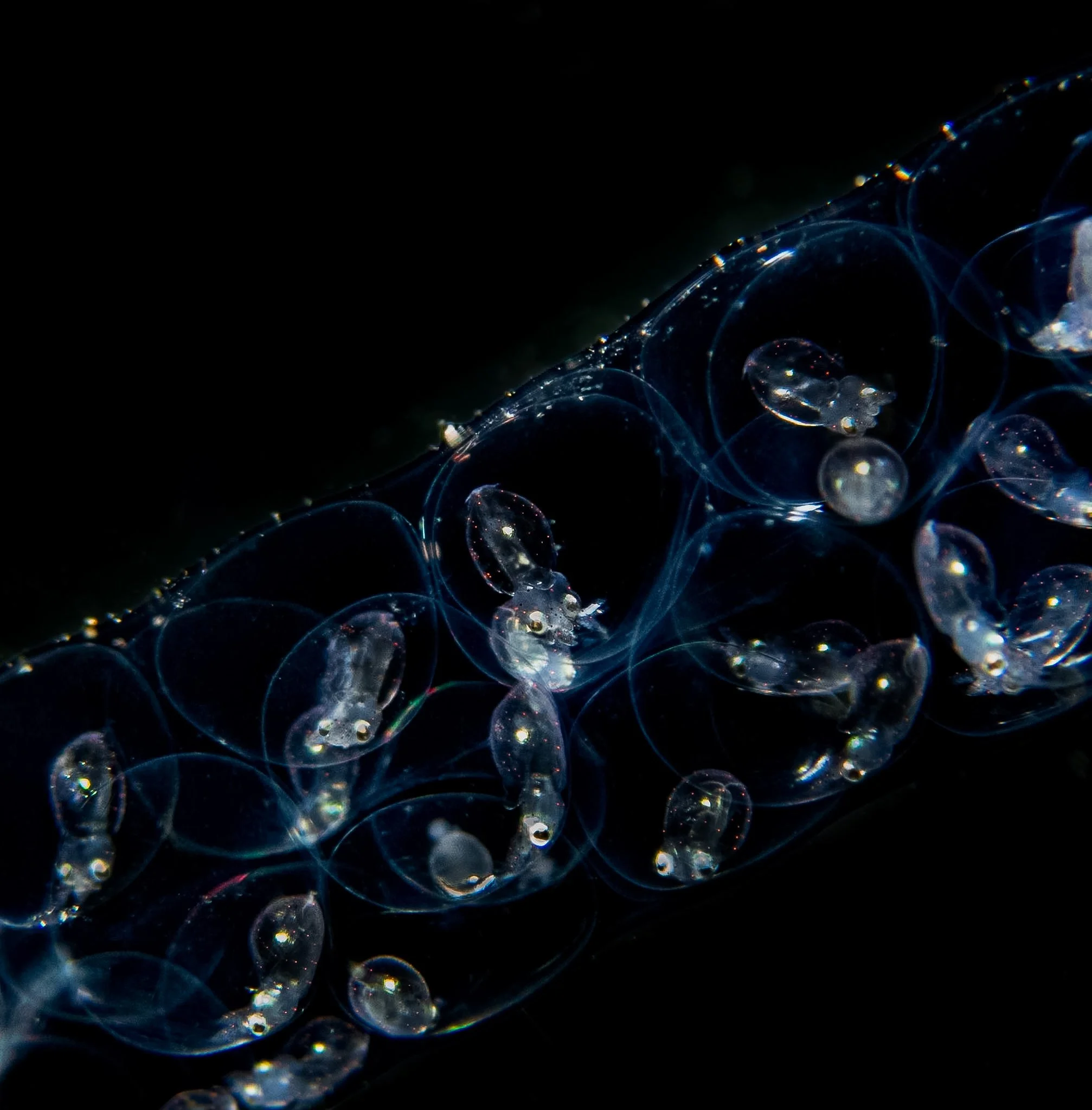 One of the coolest things I photographed in Lembeh was this cluster of squid eggs, with tiny developing squid visible inside their transparent capsules! Look closely and you can actually make out their little eyes and bodies. I love how the lighting 
