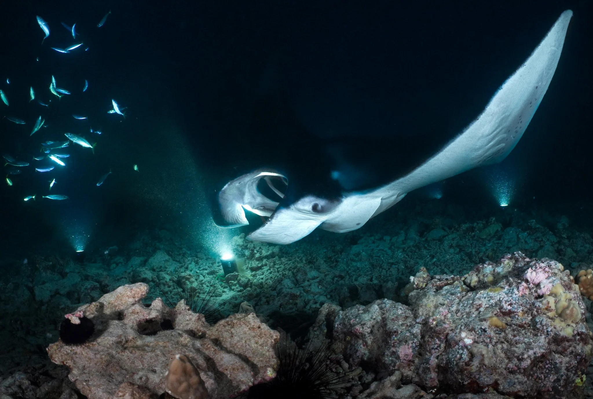 23 Oct_Manta_8.jpg