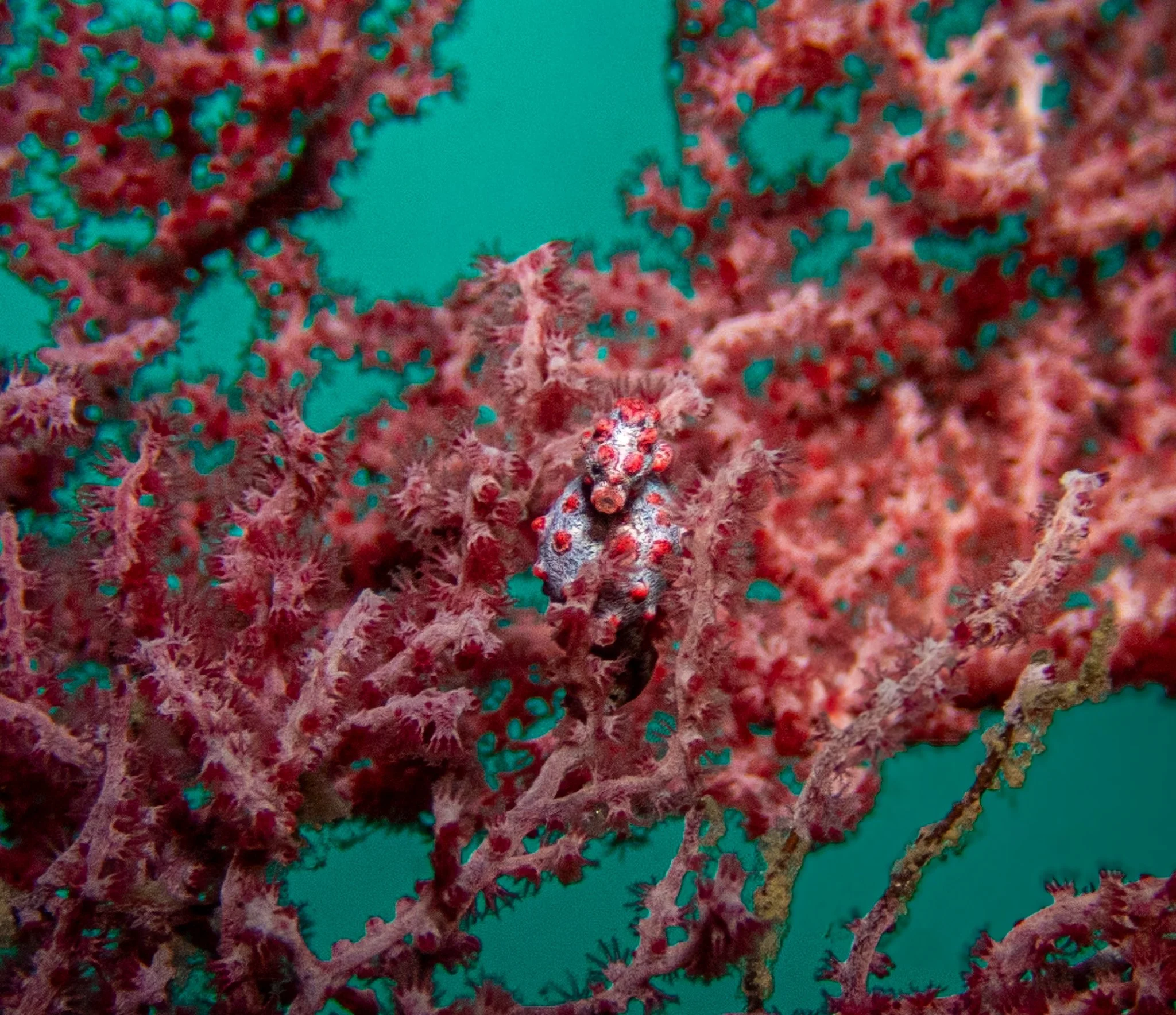 A pregnant male Bargibant's pygmy seahorse (Hippocampus bargibanti) nestled among the branches of a pink gorgonian sea fan. Measuring less than 3 centimeters, these tiny seahorses are masters of camouflage, with colorful tubercles that closely resemb