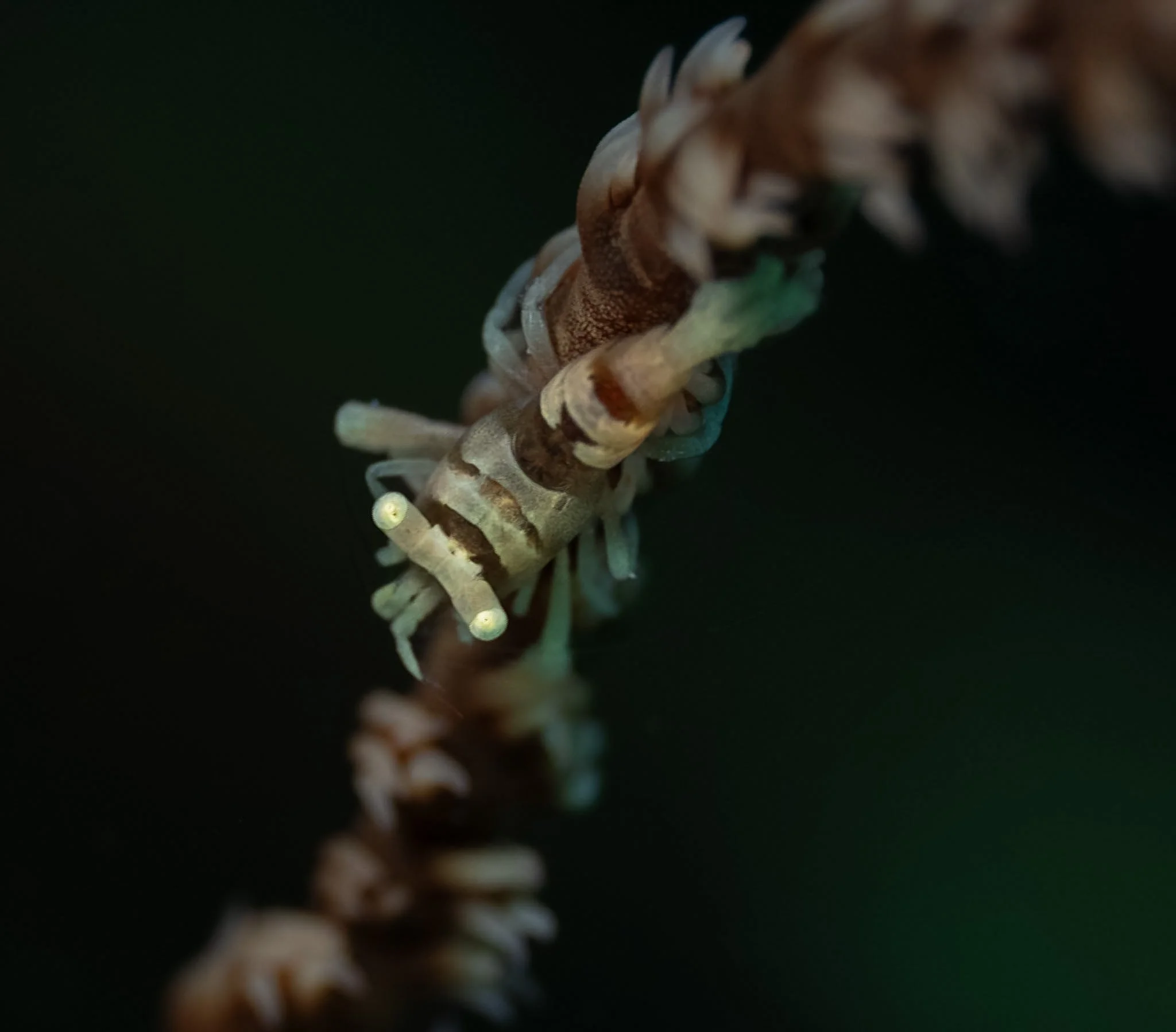 Hawaii_Whip Coral Shrimp.jpg
