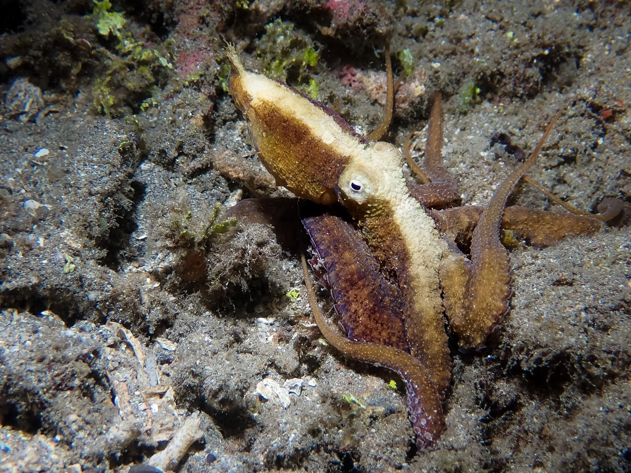 Same octopus, completely different appearance! As this little algae octopus moved across the seafloor, I watched its colors shift from pale beige to rich brown, with darker markings appearing across its body and arms. Getting to photograph the transf