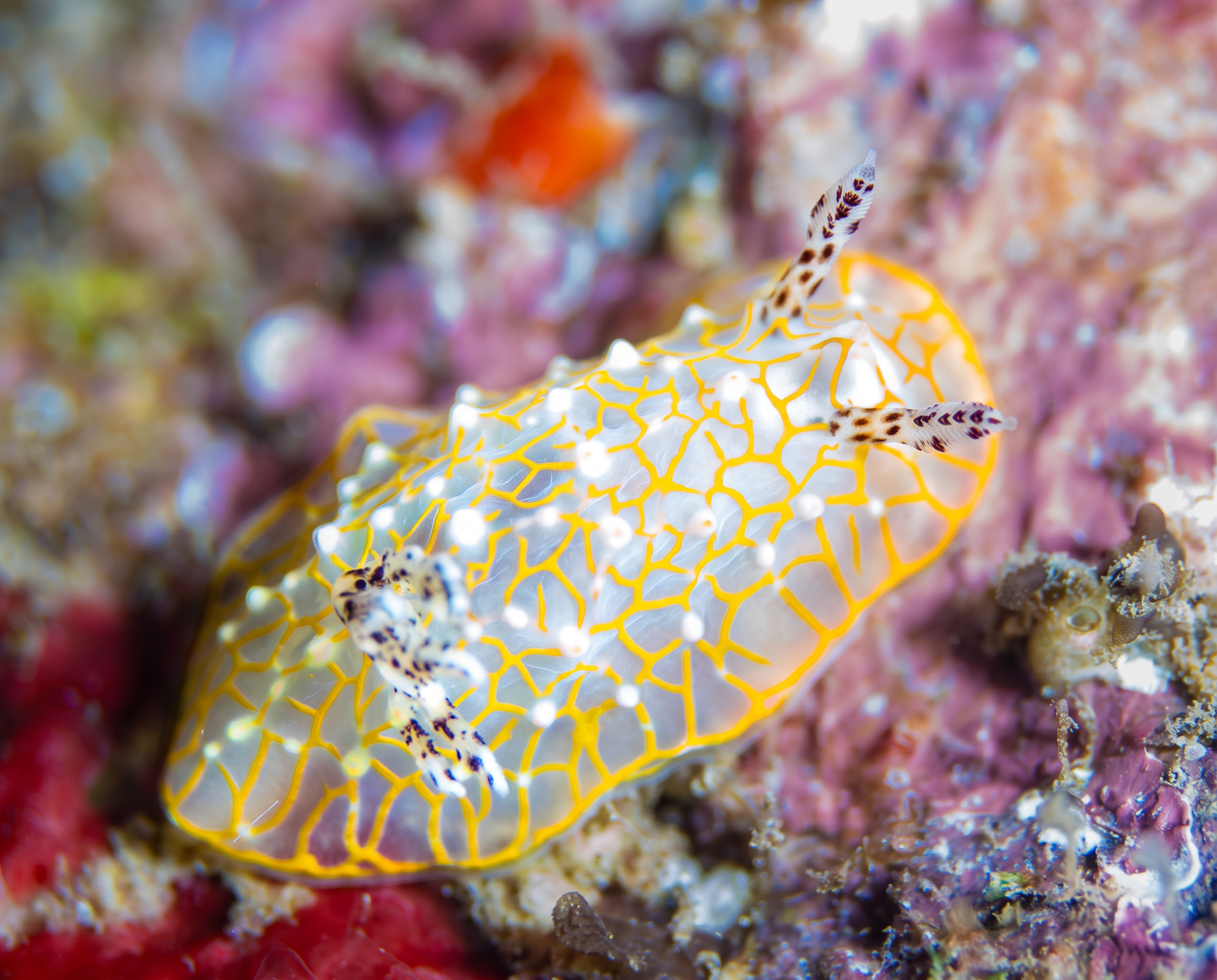 Hawaii_Golden Lacy Nudi.png