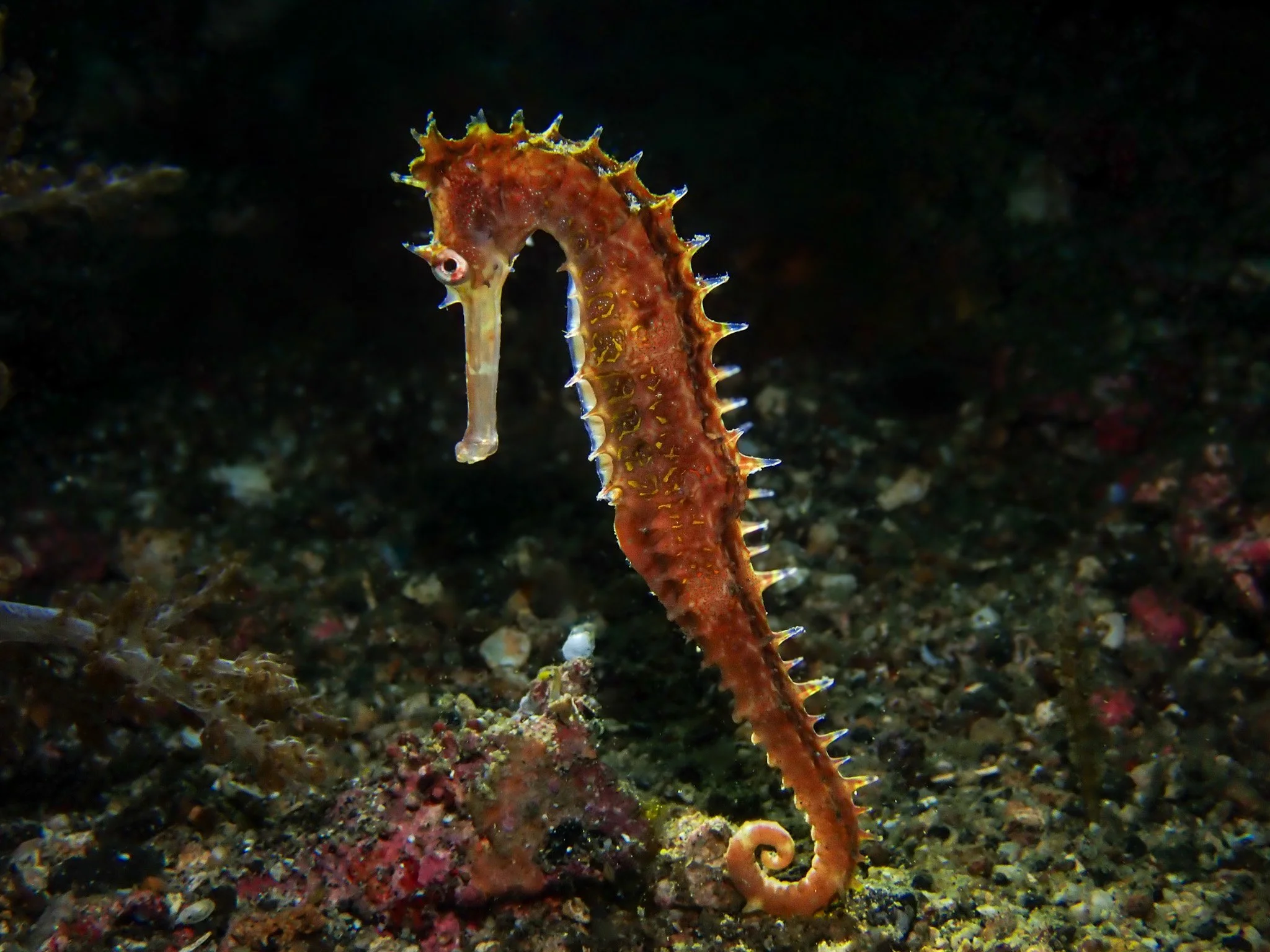 I experimented with backlighting for this seahorse photograph, positioning the light behind my subject to illuminate its spiny silhouette. I love how the light catches the edges of its body, highlighting all those incredible little details against th
