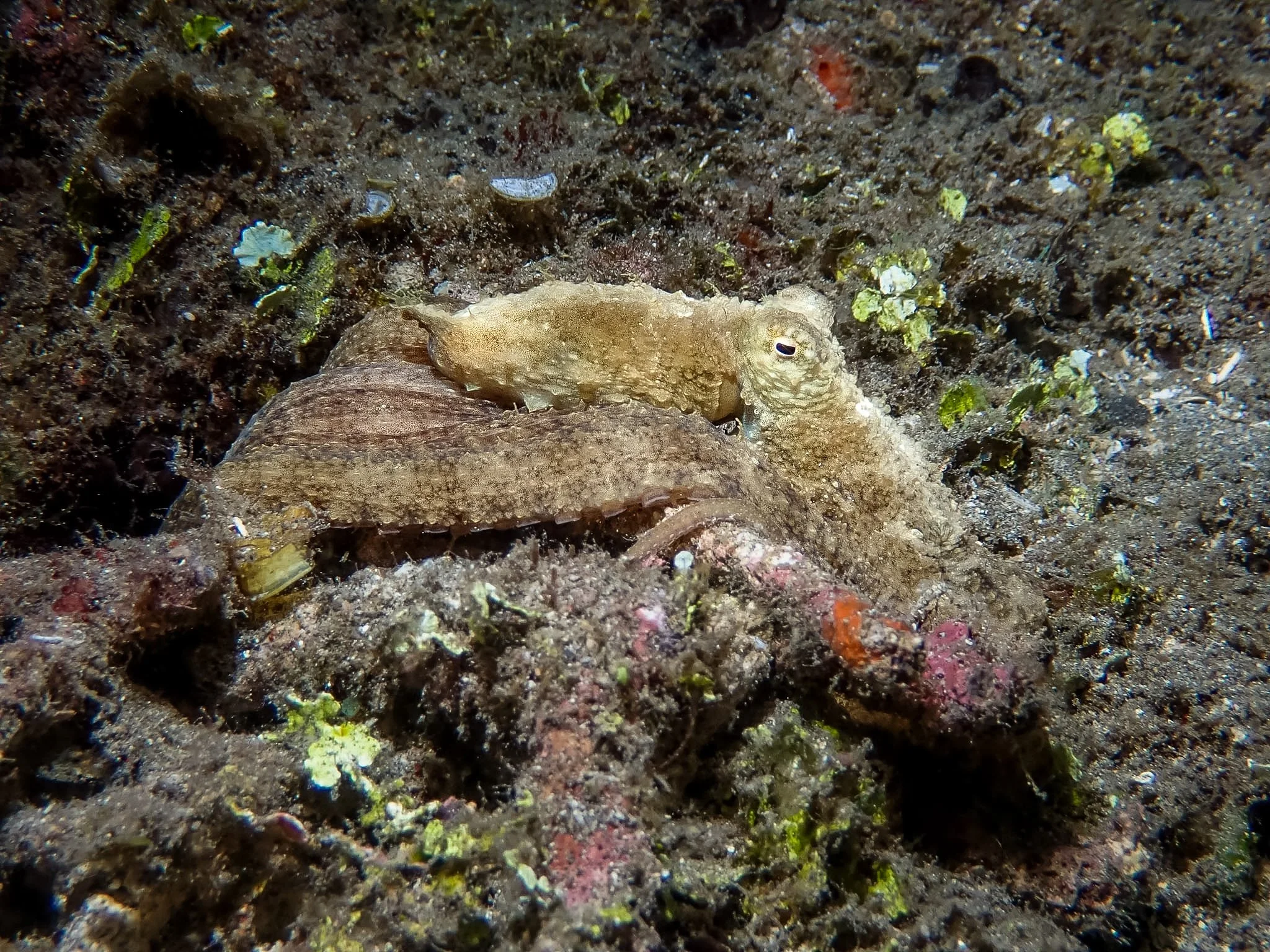 One of my favorite things about photographing octopuses is watching how quickly they can change their appearance. I spotted this algae octopus emerging from its hiding place during a dive in Lembeh, Indonesia. Its pale coloring and textured skin blen