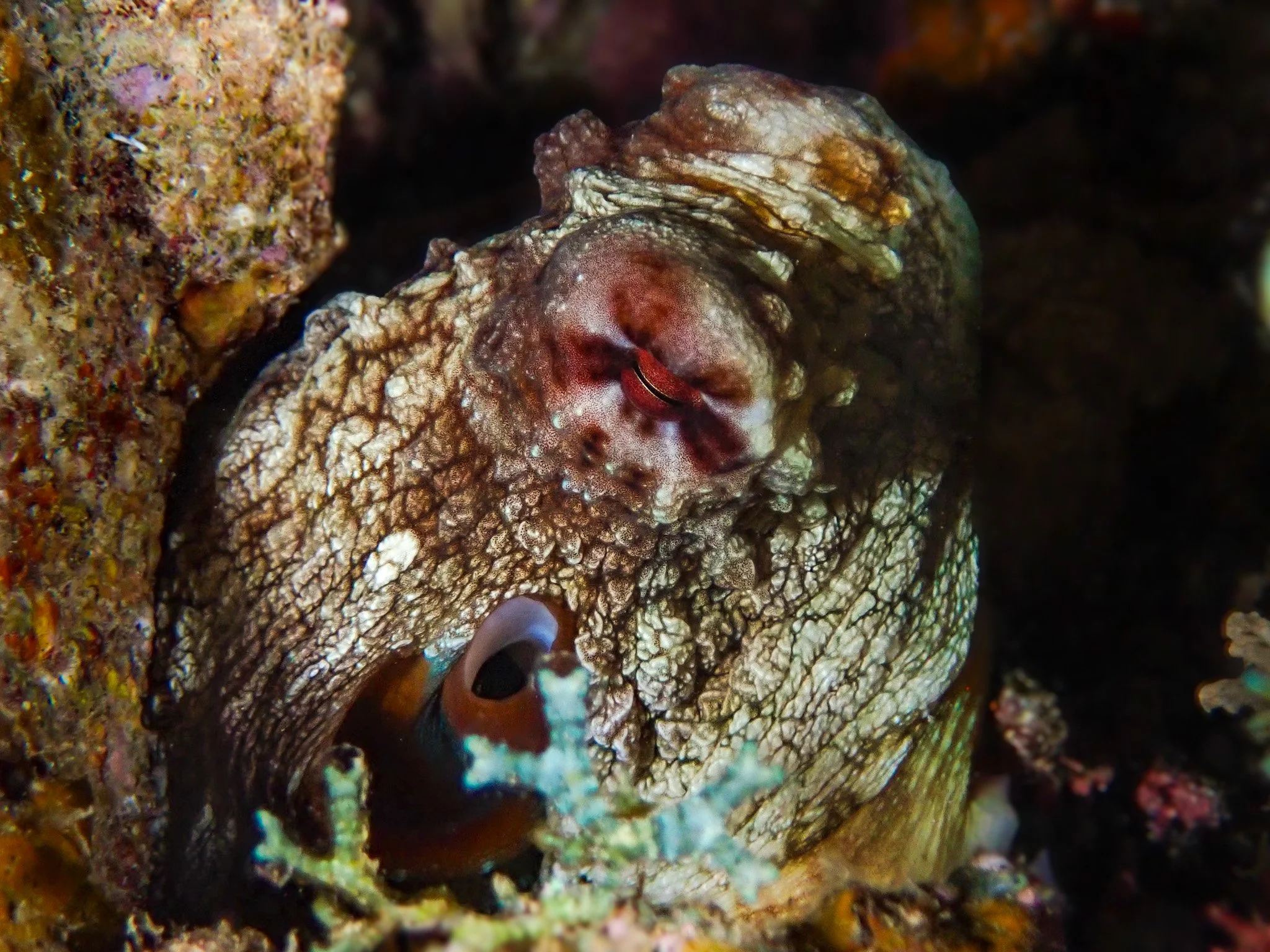 Fiji_Day Octo_1.JPG