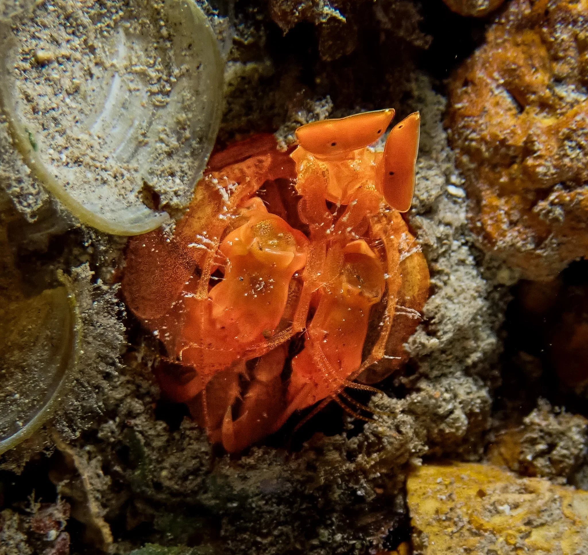 Fiji_Golden Mantis Shrimp.JPG