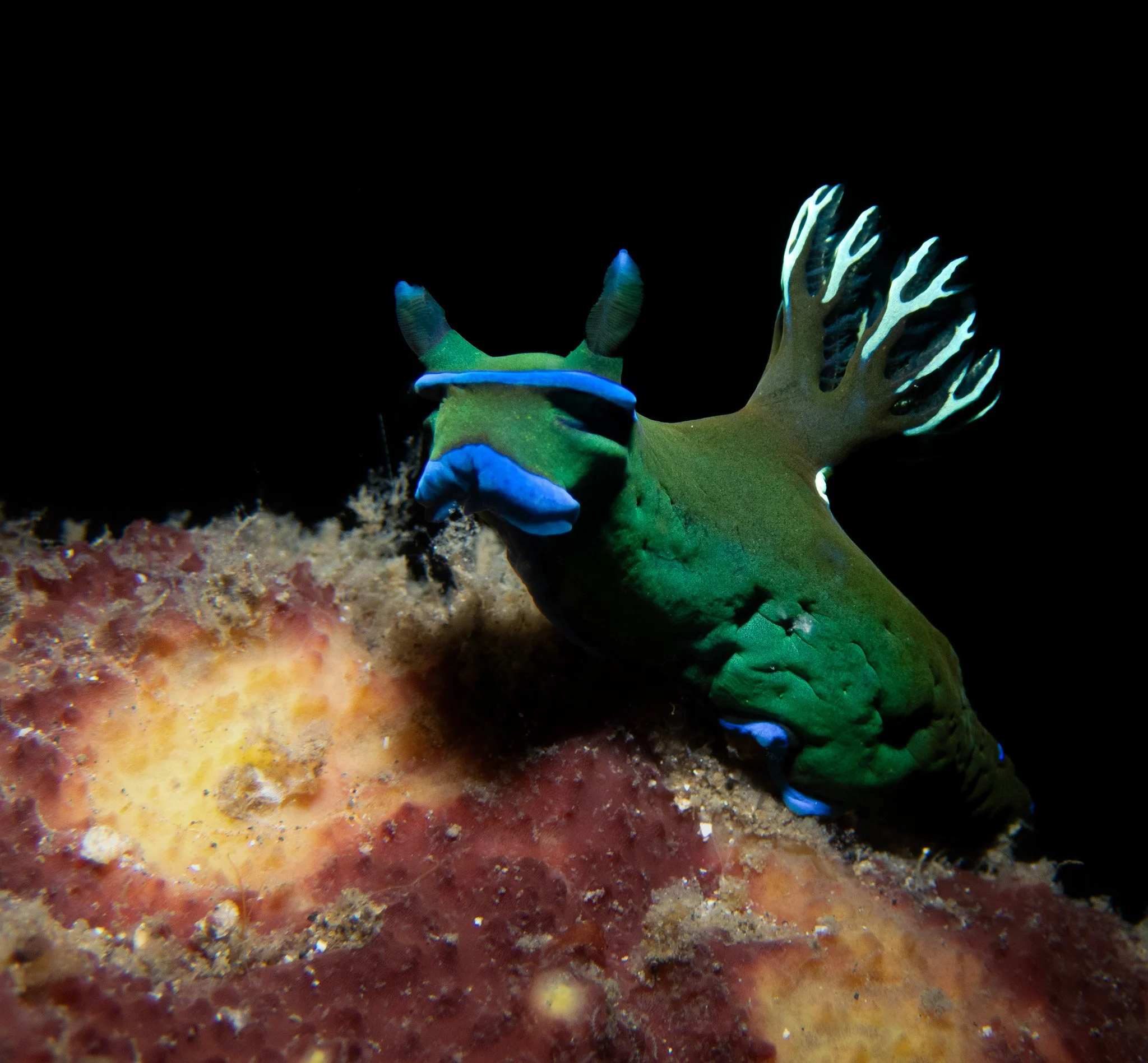 A gloomy nudibranch (Tambja morosa) showing off its gorgeous deep green body, electric blue markings, and feathery gills. Despite its rather depressing name, I think this is one of the most beautiful nudibranchs I've photographed! I especially love t