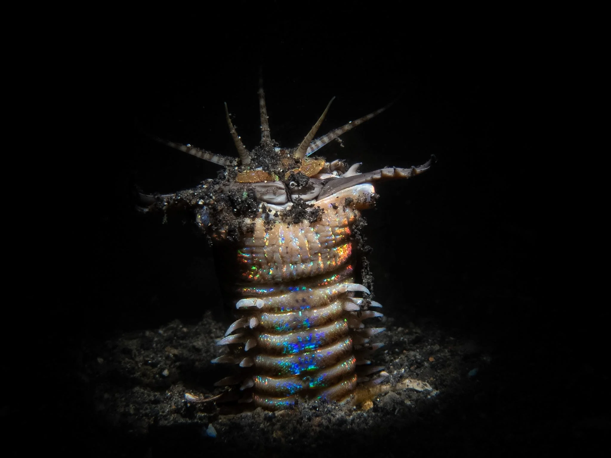 A Bobbit worm (Eunice aphroditois) emerges from the sand during a night dive in Lembeh Strait. These fascinating ambush predators spend much of their lives buried beneath the seafloor, with only their jaws and sensory antennae exposed as they wait fo