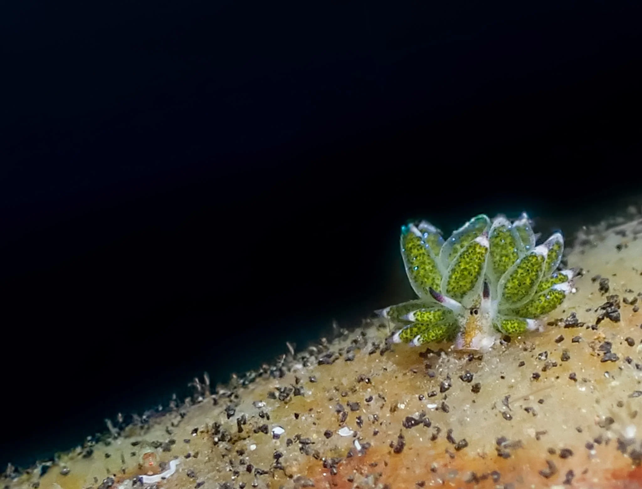 A Shawn the Sheep sea slug (Costasiella sp.) dwarfed by the surrounding grains of sand. Barely larger than a few specks, this tiny creature is a reminder of just how much marine life can go unnoticed. Macro photography reveals an extraordinary world 