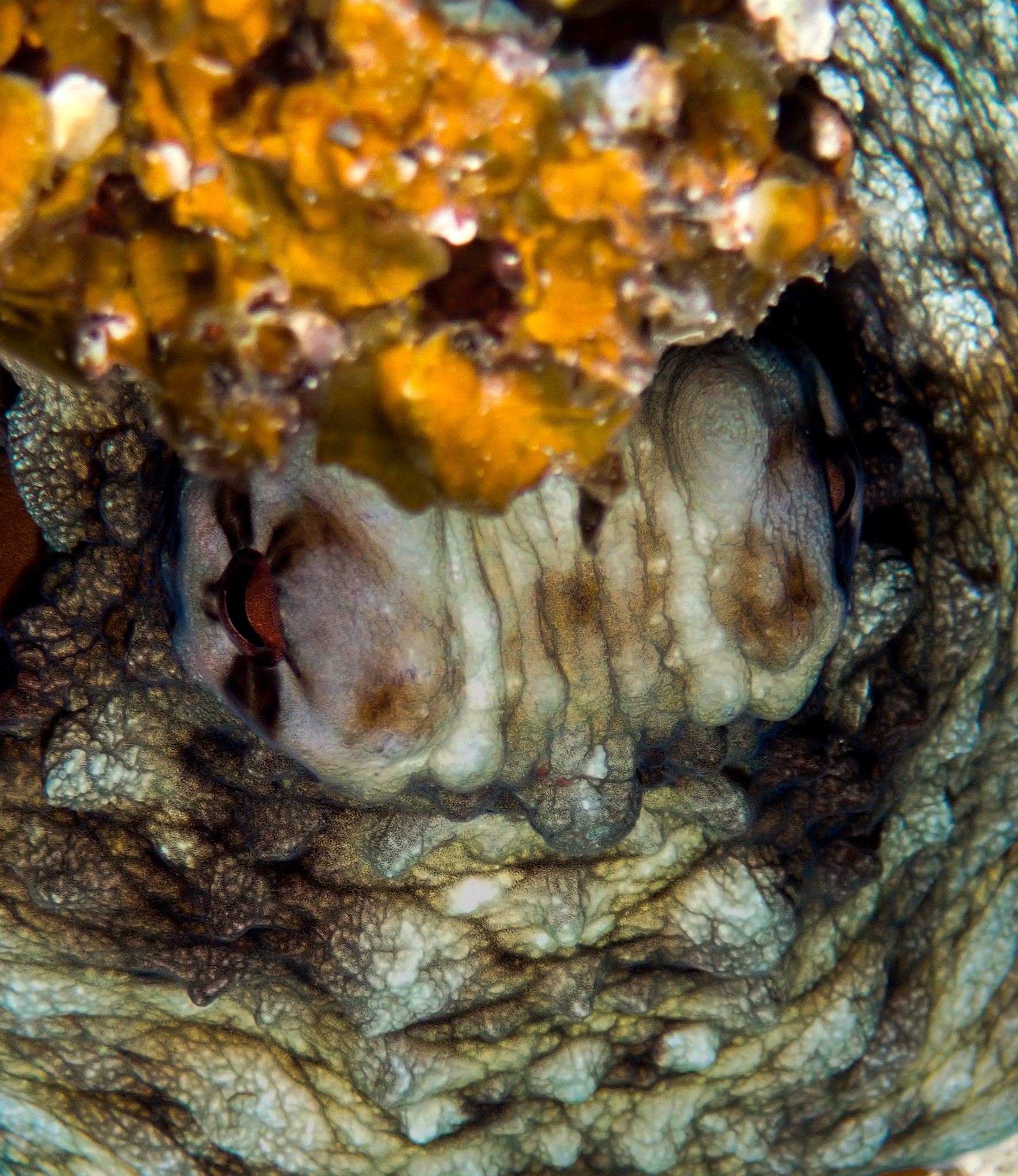 Fiji_Day Octo_2.JPG
