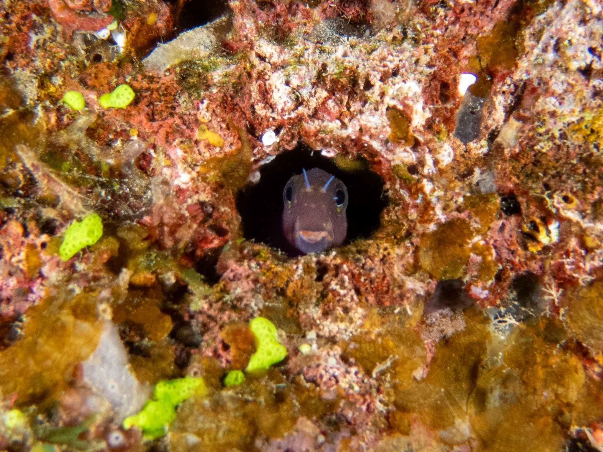 Fiji_Blenny.jpg