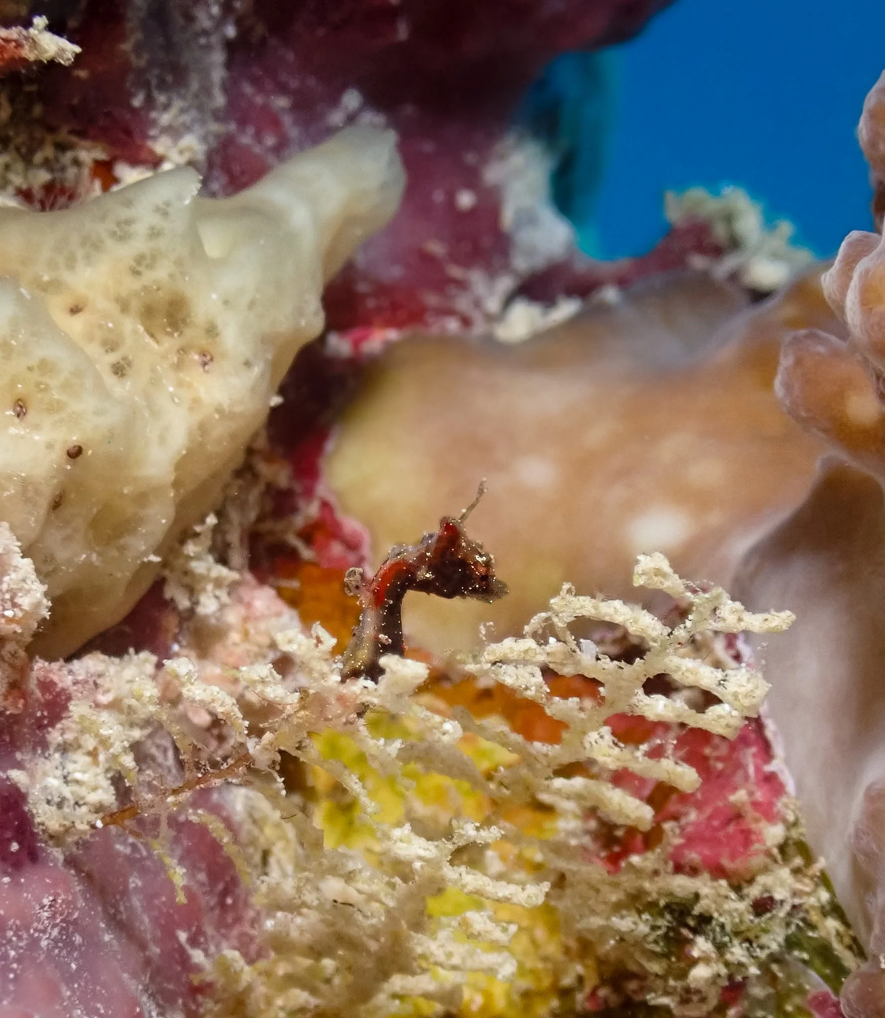 A tiny dark morph Pontoh's pygmy seahorse (Hippocampus pontohi) tucked among the colorful sponges and corals of Fiji. Unlike the Bargibant's pygmy seahorses I photographed in Lembeh, Pontoh's pygmy seahorses are free living and often found clinging t