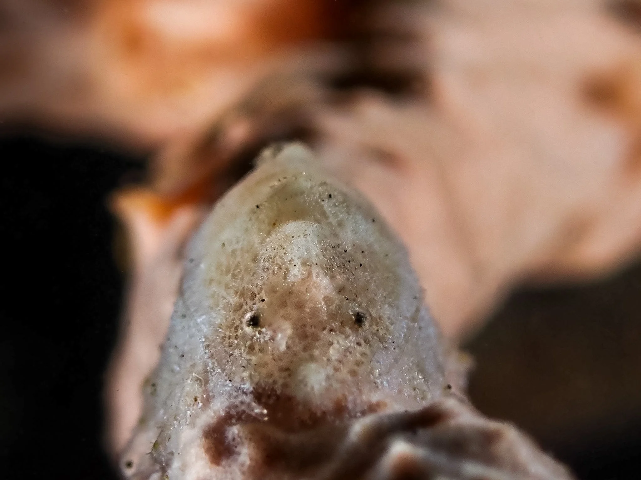 A cryptic sponge shrimp, so perfectly camouflaged that its tiny eyes are almost the only thing giving it away! I love photographing creatures like this because they challenge me to slow down and really pay attention to the smallest details. Getting a