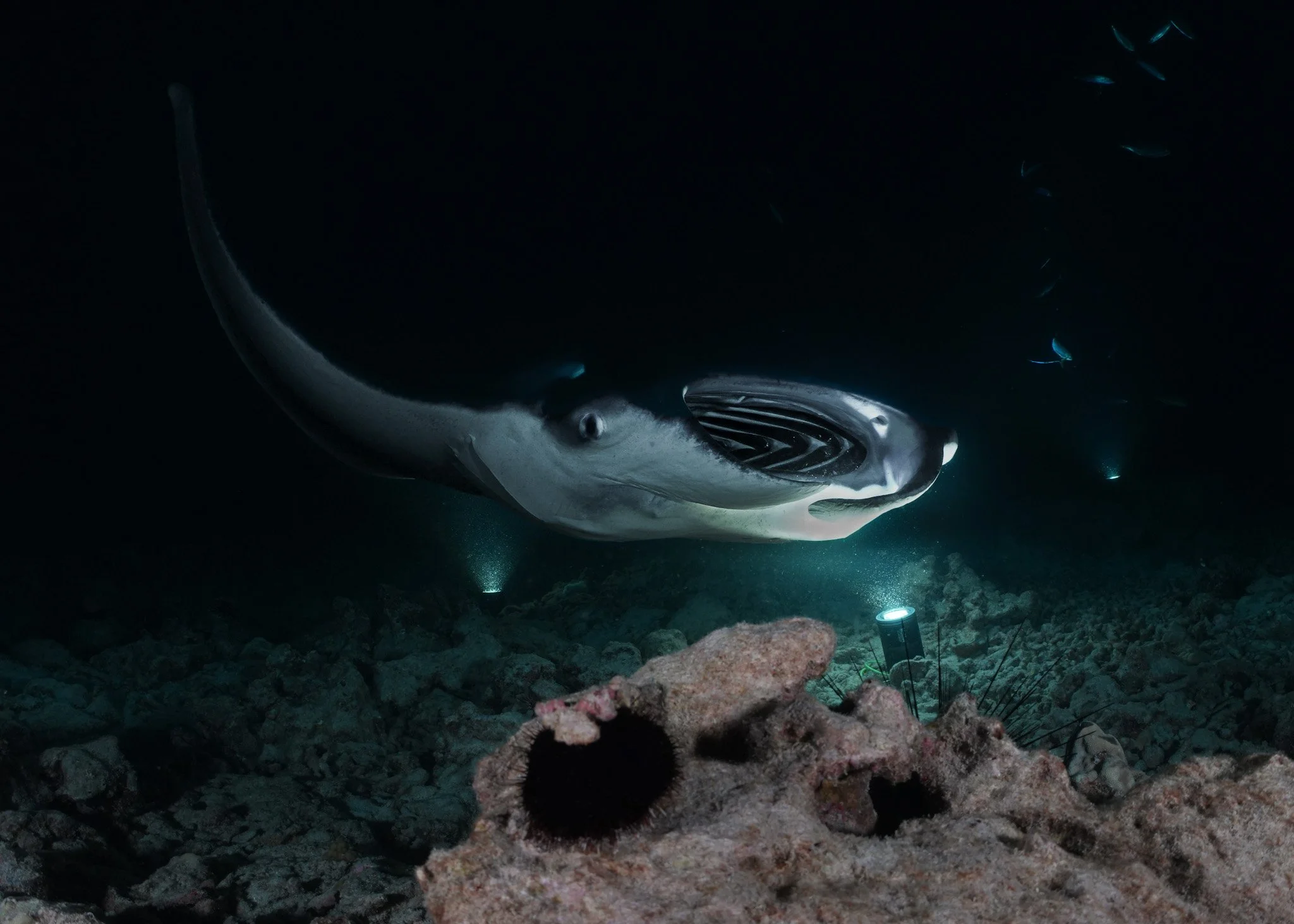 23 Oct_Manta_14 2.jpg