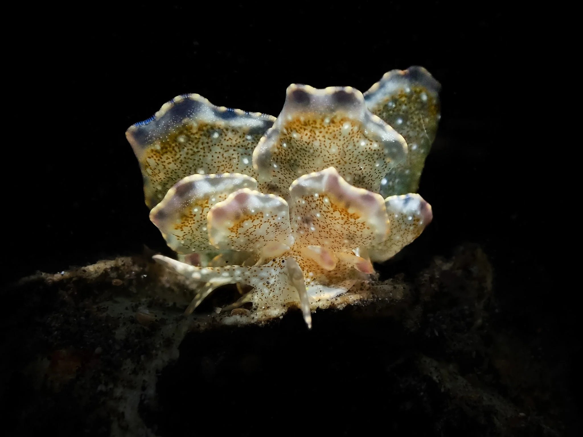 A rare snowed butterfly nudibranch displays its extraordinary, winglike body against the dark volcanic sand of Lembeh Strait. Its delicate, translucent folds, intricate speckling, and softly colored edges give this unusual sea slug an almost otherwor
