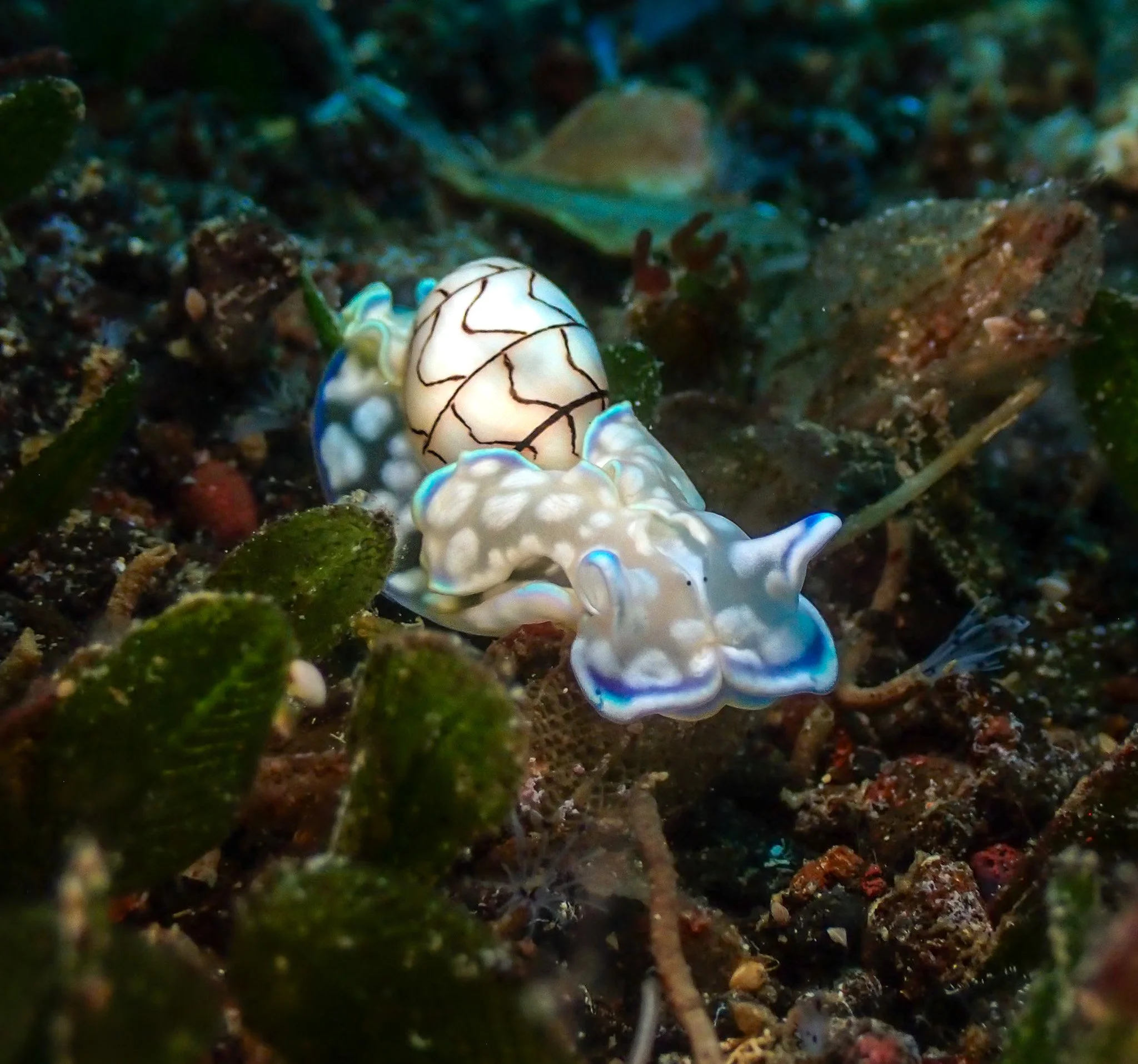 Fiji_Wavy Bubble Snail.JPG