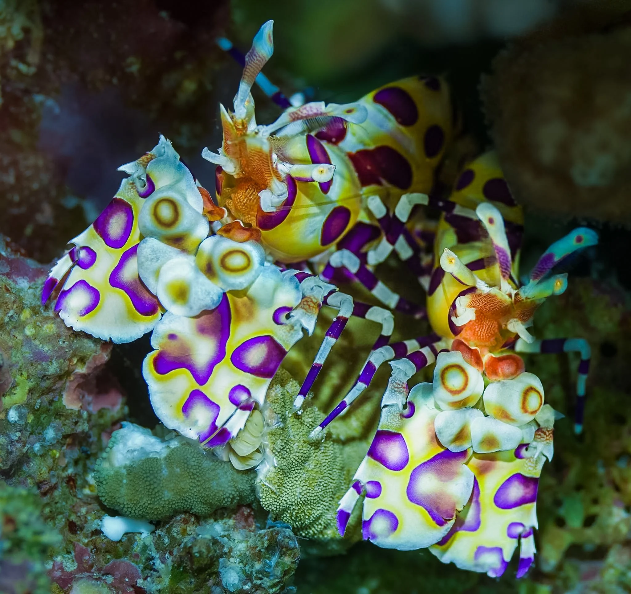 Hawaii_Harlequin_4.JPG