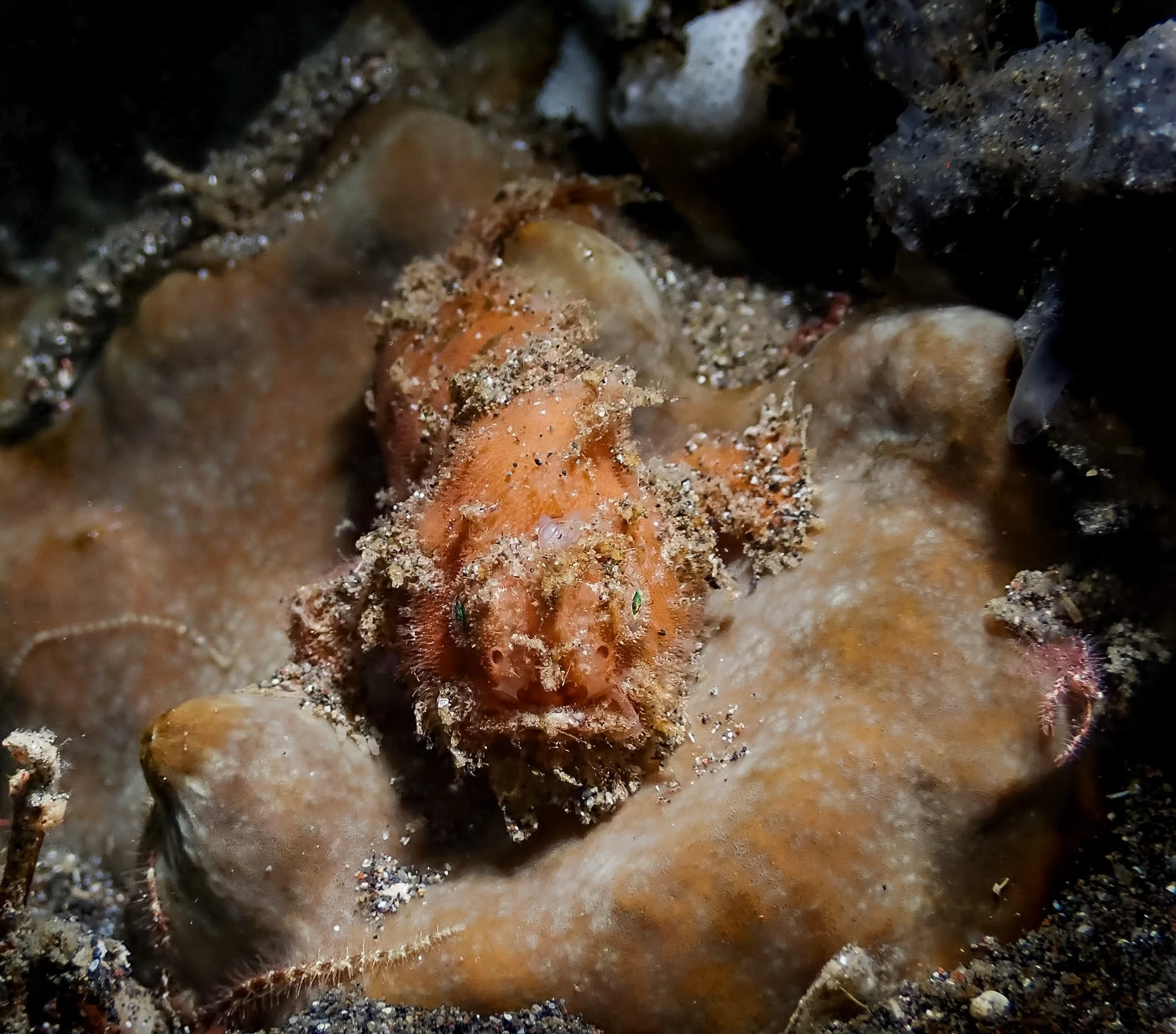 A hairy frogfish (Antennarius striatus) rests among the sponges, perfectly camouflaged with its shaggy appearance and sand-covered body. Look closely at the right side of the photograph and you'll spot another fascinating little creature: a hairy squ