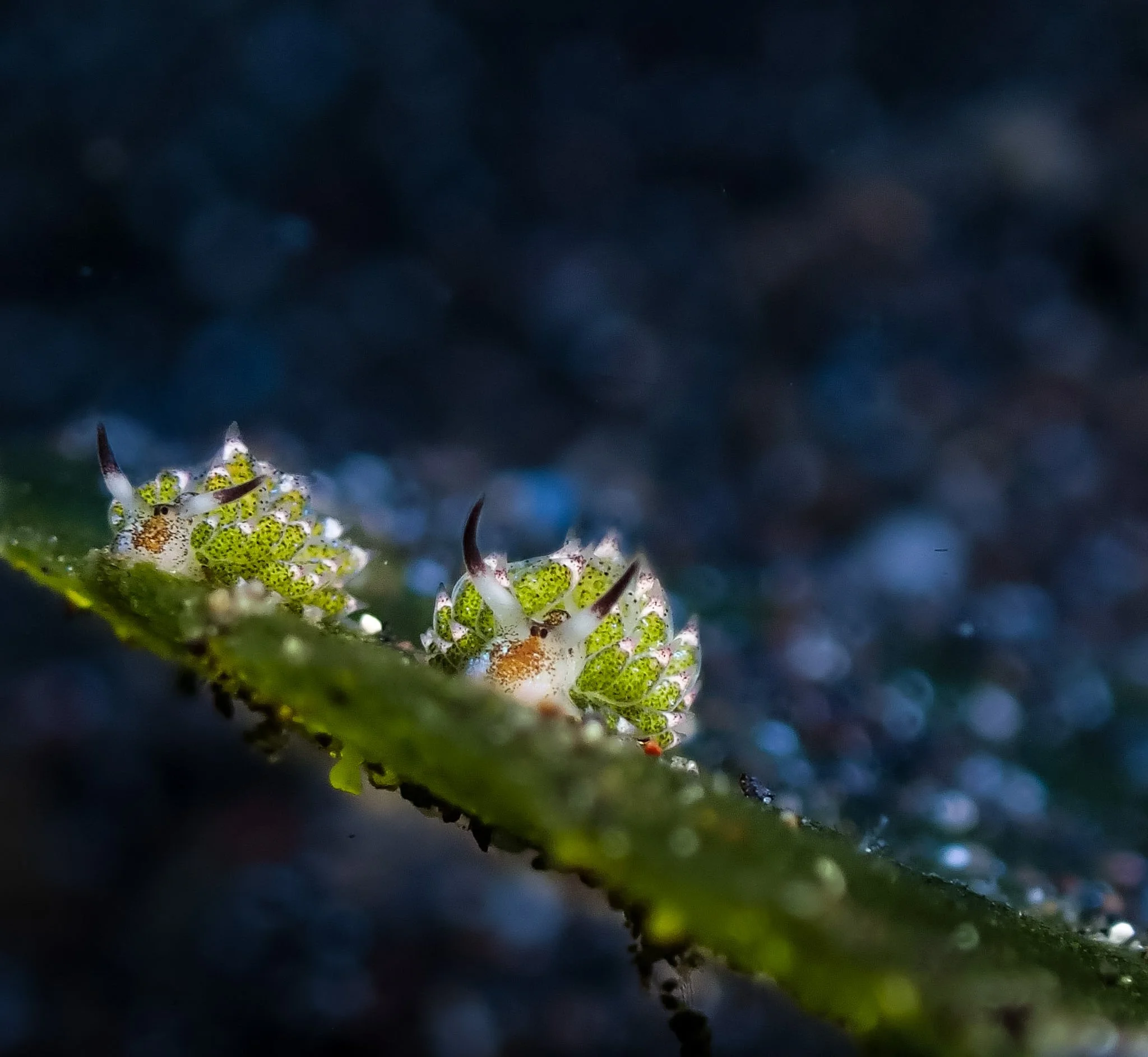 Two Shawn the Sheep sea slugs (Costasiella sp.) perched on a leaf in Lembeh Strait, Indonesia. These tiny, algae-grazing sacoglossan sea slugs are known for their sheep-like appearance and vibrant green coloration. A wonderful example of the extraord