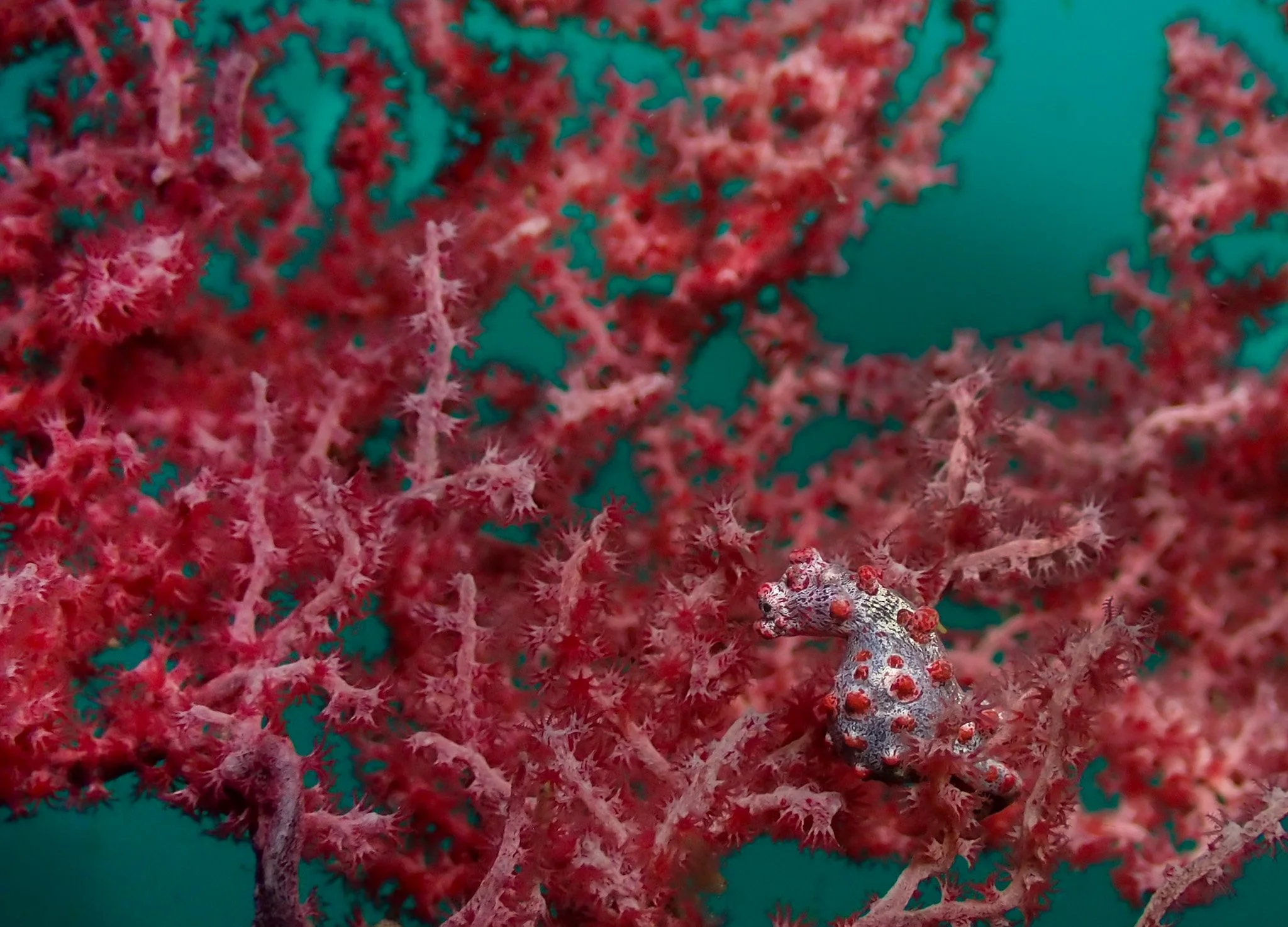 Lembeh 2026