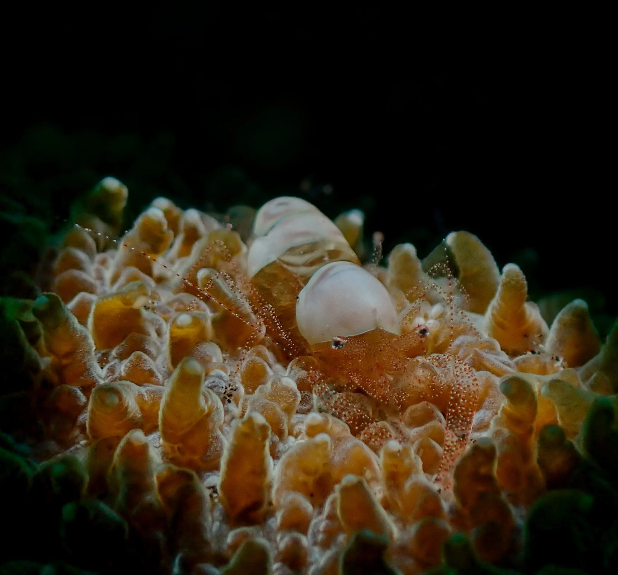 A superb coral shrimp (Hamodactylus superbus) nestled among the branches of its coral host. Its translucent body, intricate markings, and remarkable camouflage make this tiny crustacean easy to overlook. A beautiful example of the hidden details that