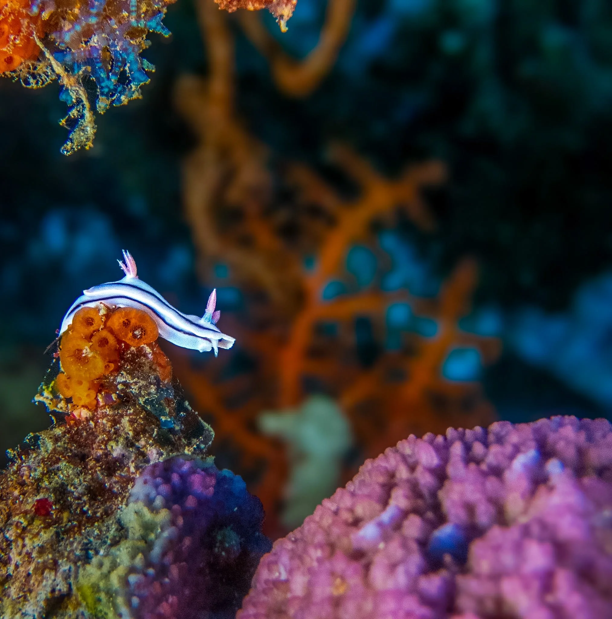 Fiji candy cane nudi.jpg