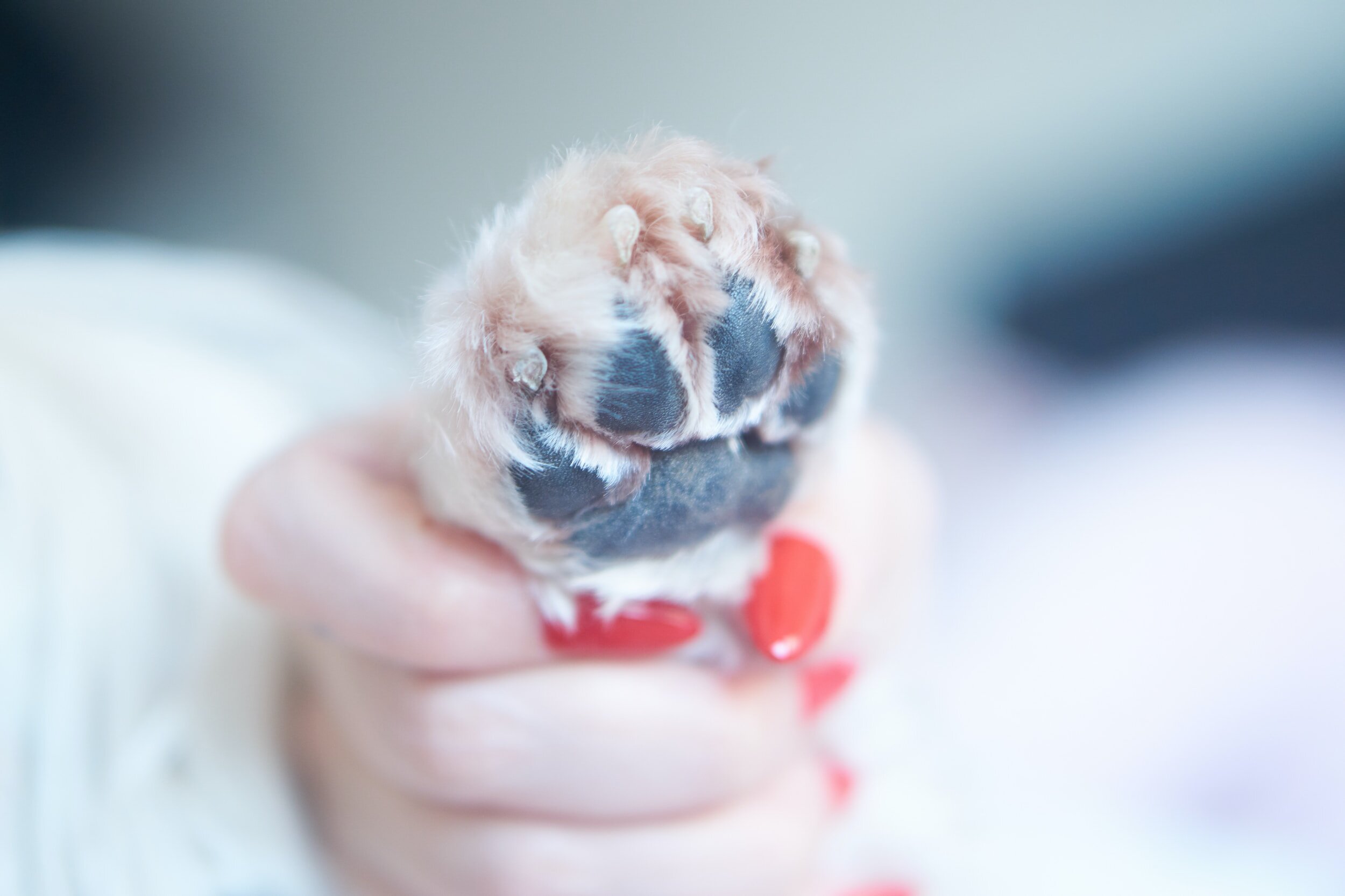 The Canine Nail Trim - Just Ask Nicely