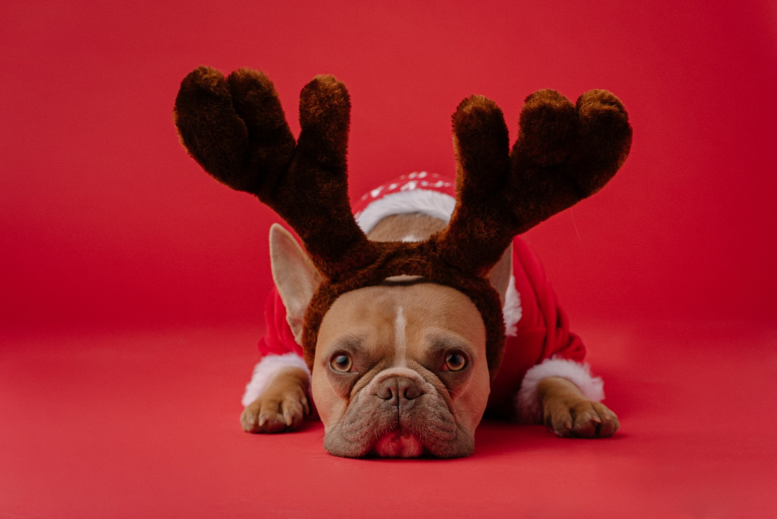 Top 6 Holiday Pet Toxins