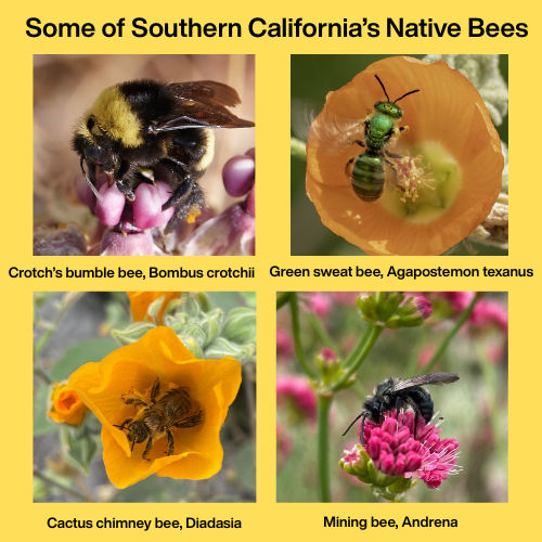 Practical Steps to Protect our Pollinators!