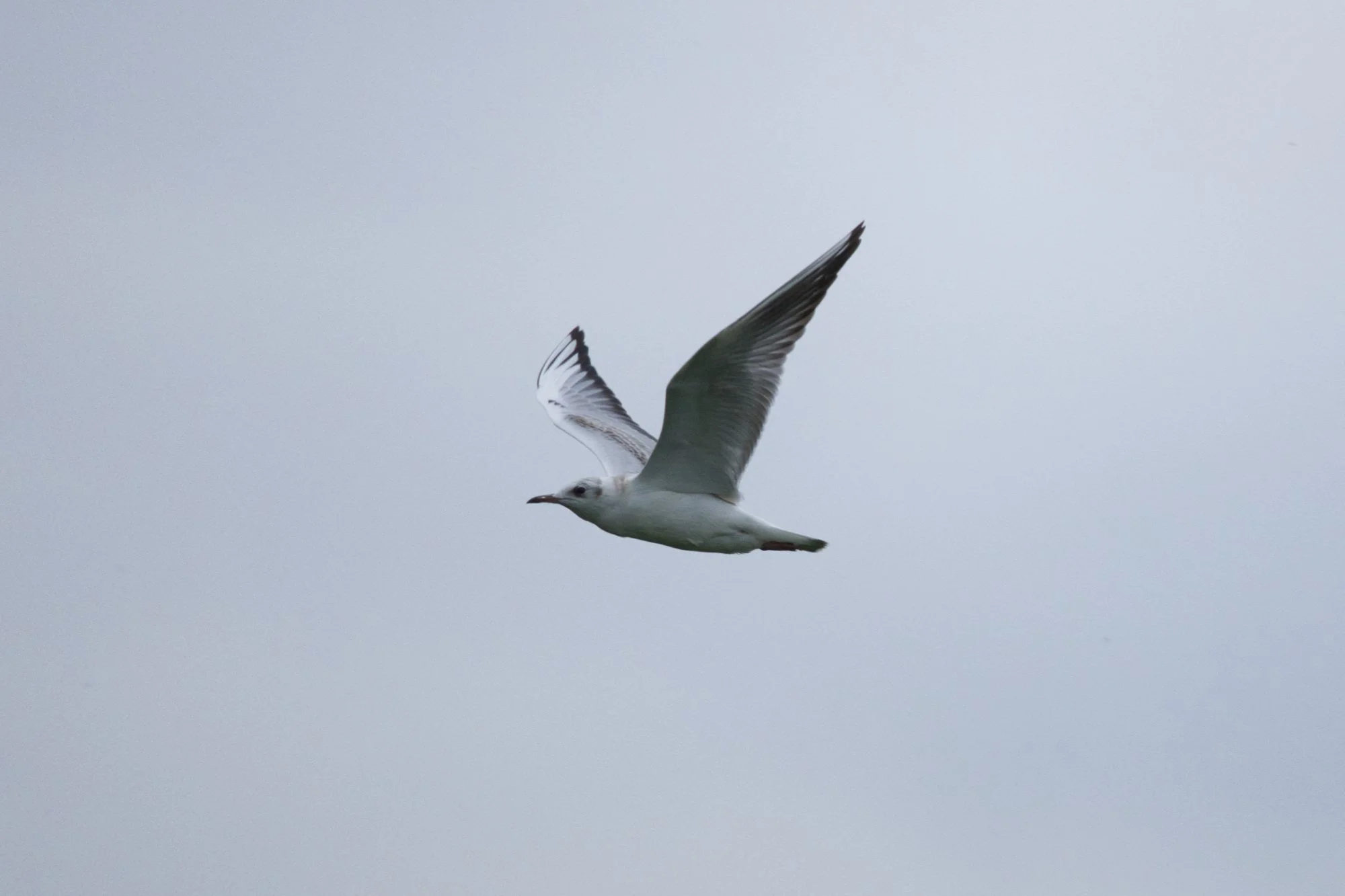 IMG_2428.jpg