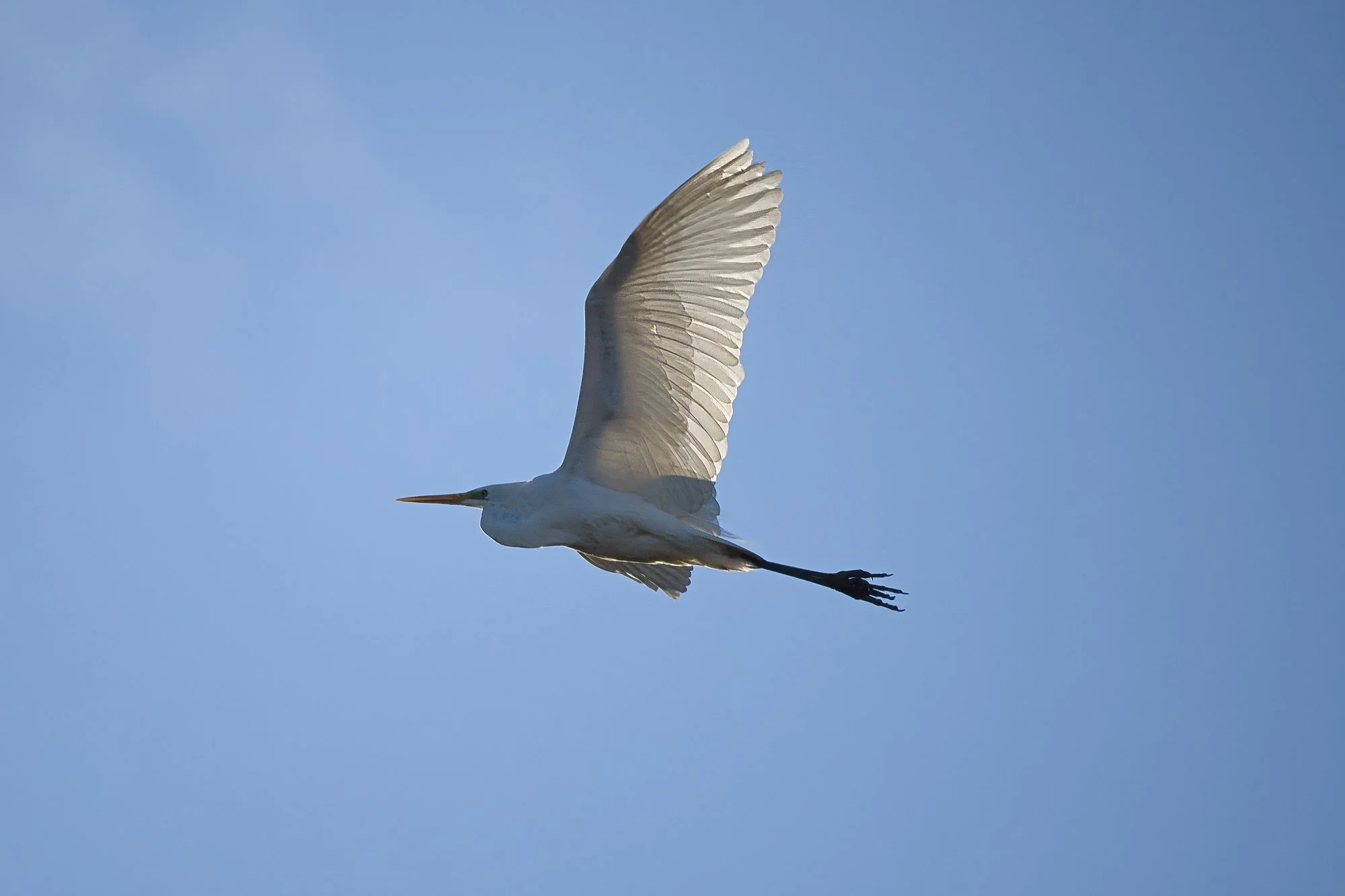 IMG_4778.jpg
