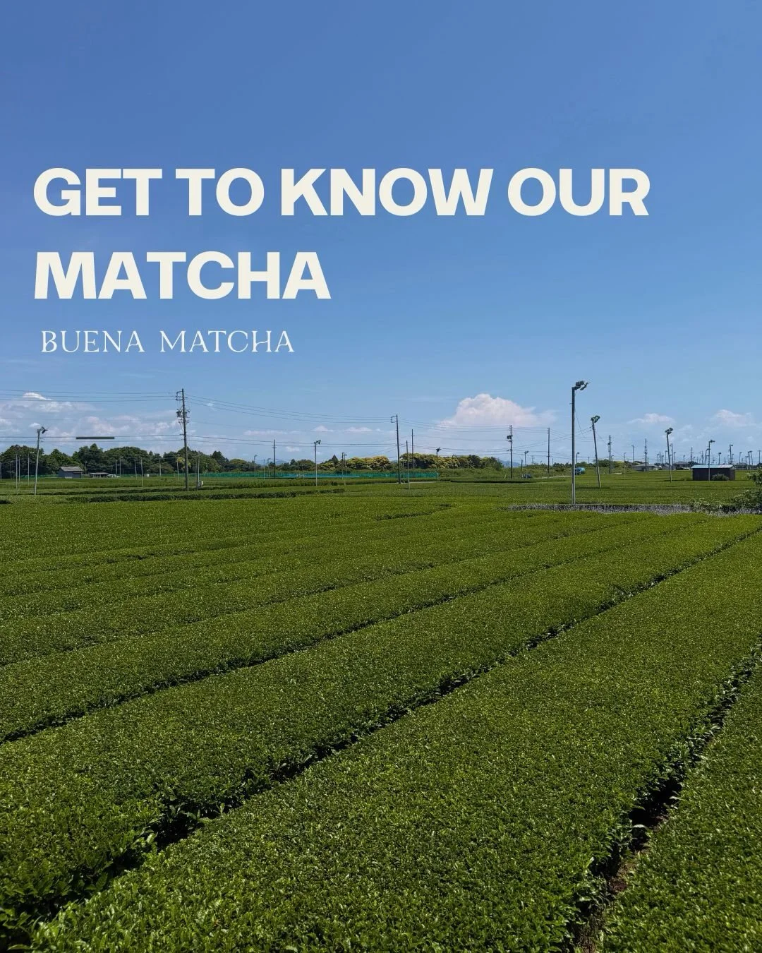 We proudly serve @nekohama because we truly believe they make some of the best matcha. We love the care, intention, and attention to detail they put into everything they do. Their values align so closely with ours, and they&rsquo;re always ahead of t