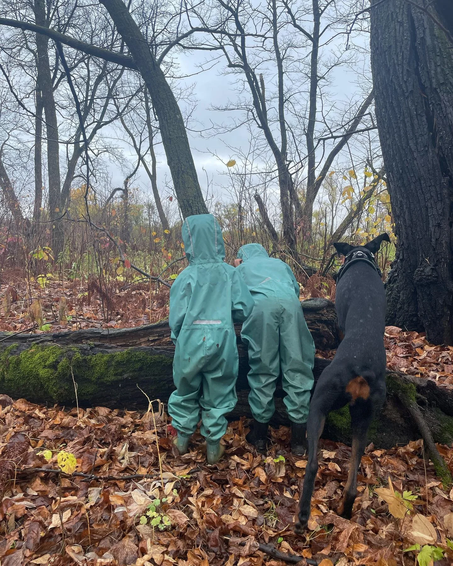 Searching for elves and gnomes and other tiny forest beings.