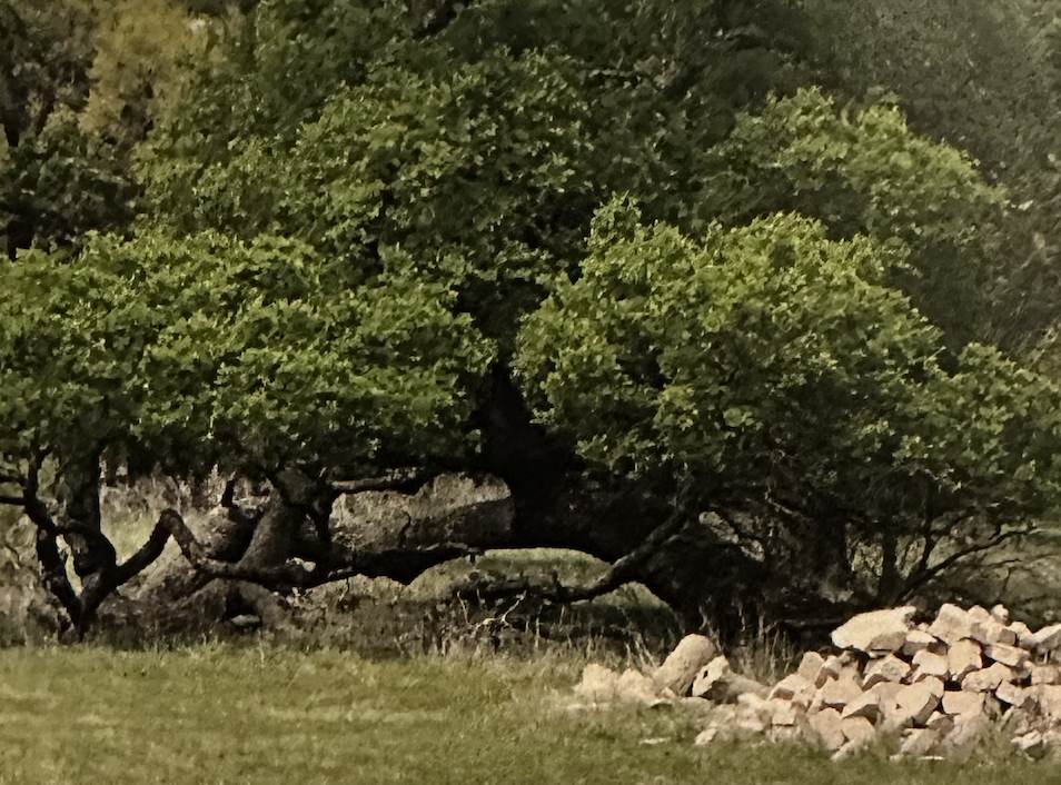 Most marker trees have companion trees close by which may or may not have been altered simultaneously. Marker trees do not stand alone in a forest and by understanding the companion trees, these other trees validate each other.