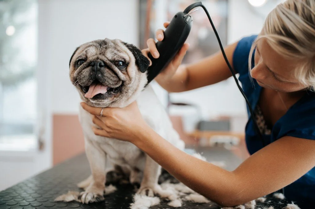 Cold hard data revealed that one of the most in-demand jobs of early 2021 was (drum roll, please!) animal groomer. (LinkedIn Talent Blog)